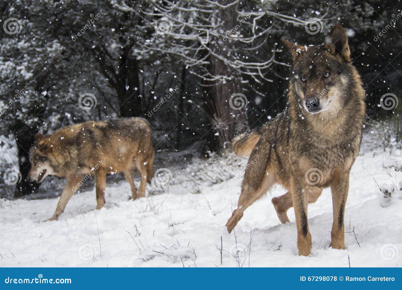 iberian wolves in the snow