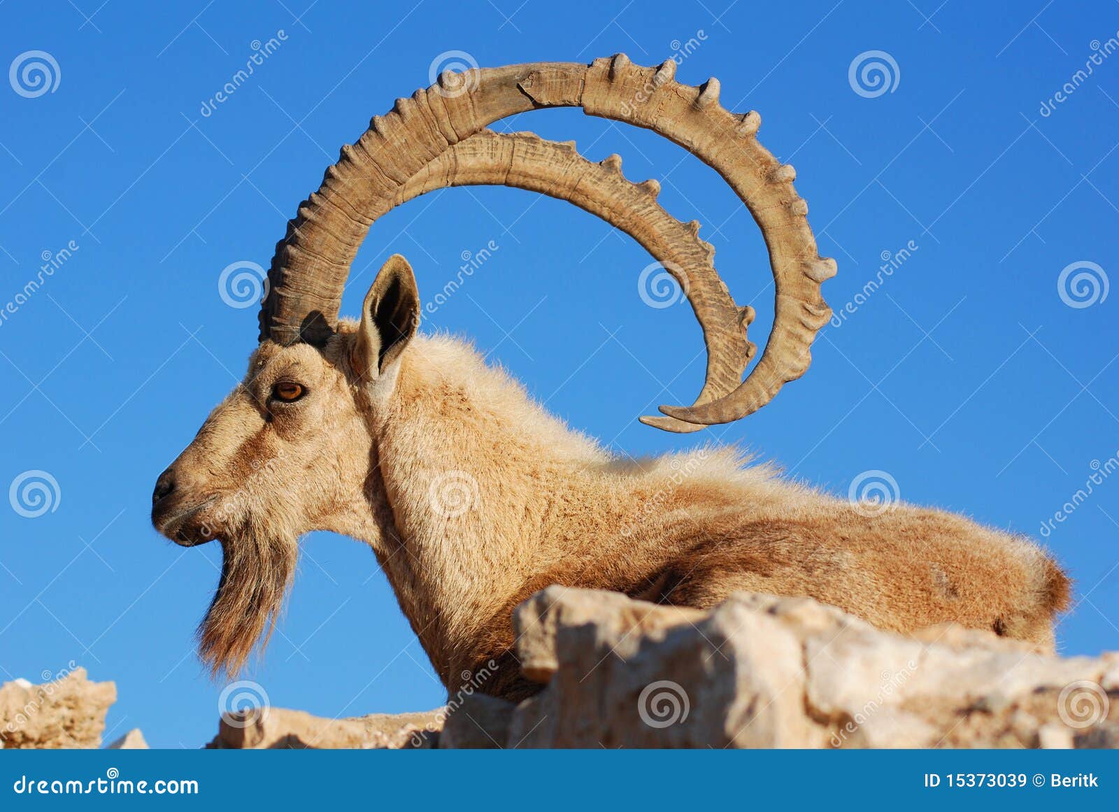 Ibex fotografering för bildbyråer. Bild av djurliv, livstid - 15373039