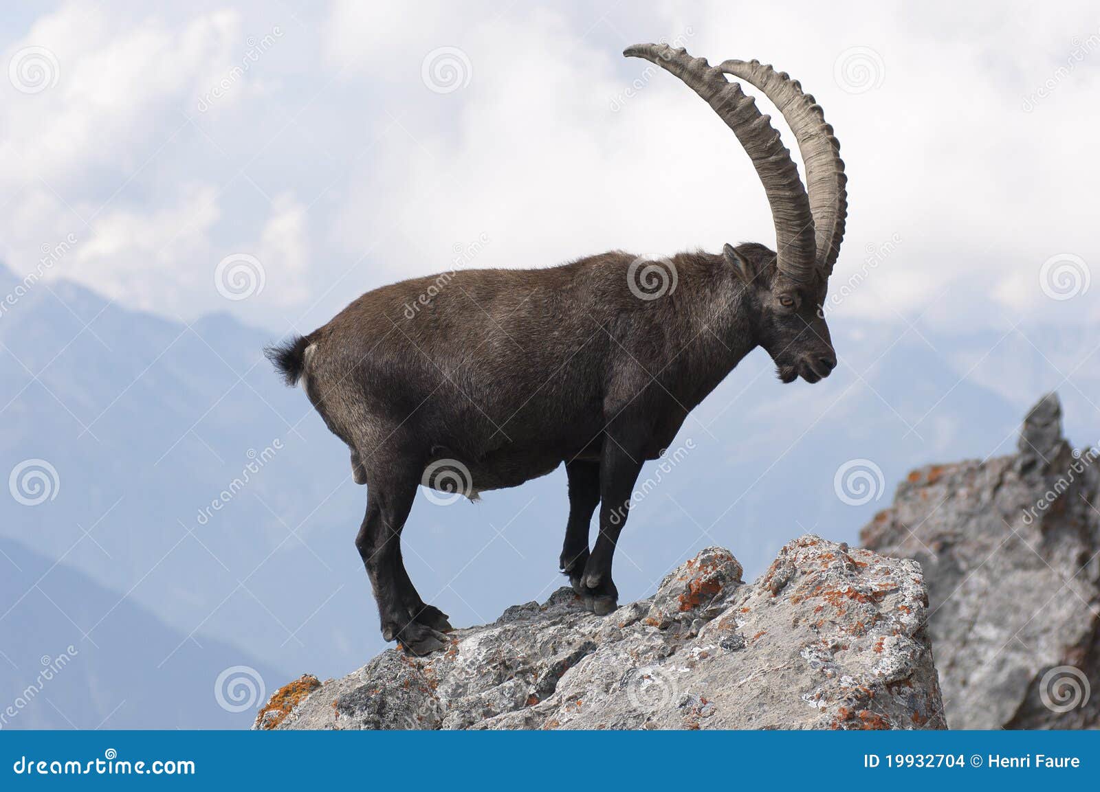 ibex on a rock