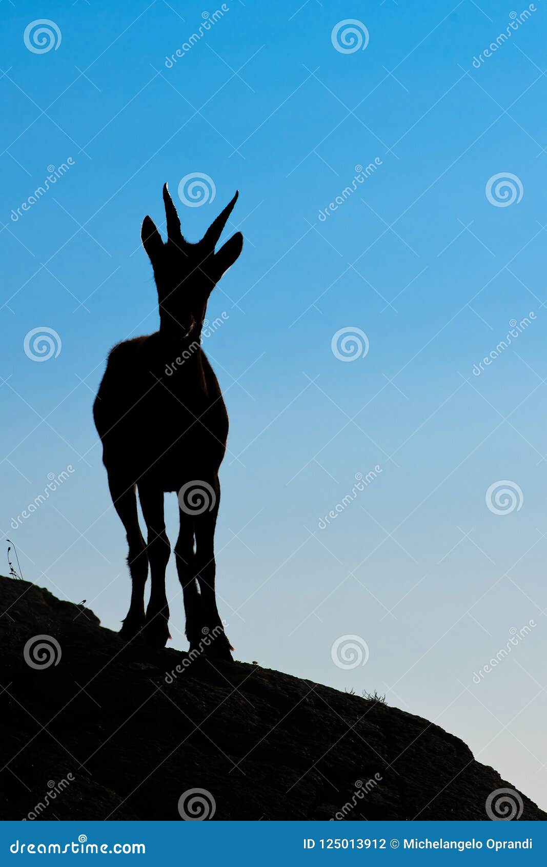 Ibex in Silhouette Looks Far in the Sky Stock Photo Image of capra