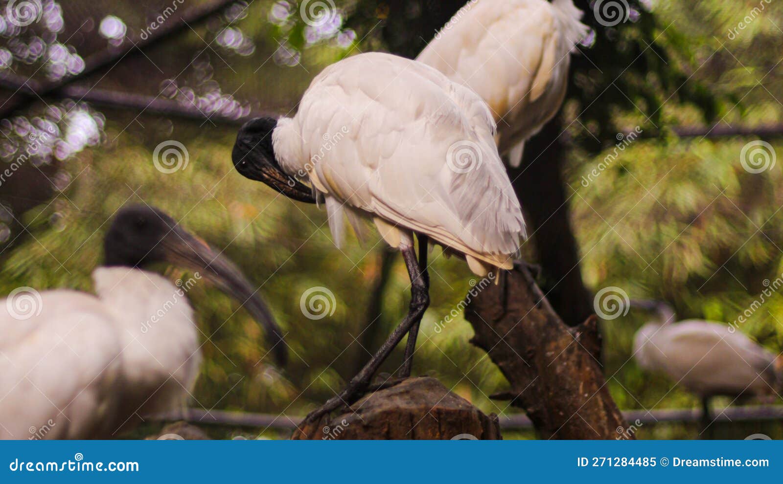 a black-headed ibis bird cleaning its feathers, also standing on a tree trunk at the zoo along with other birds