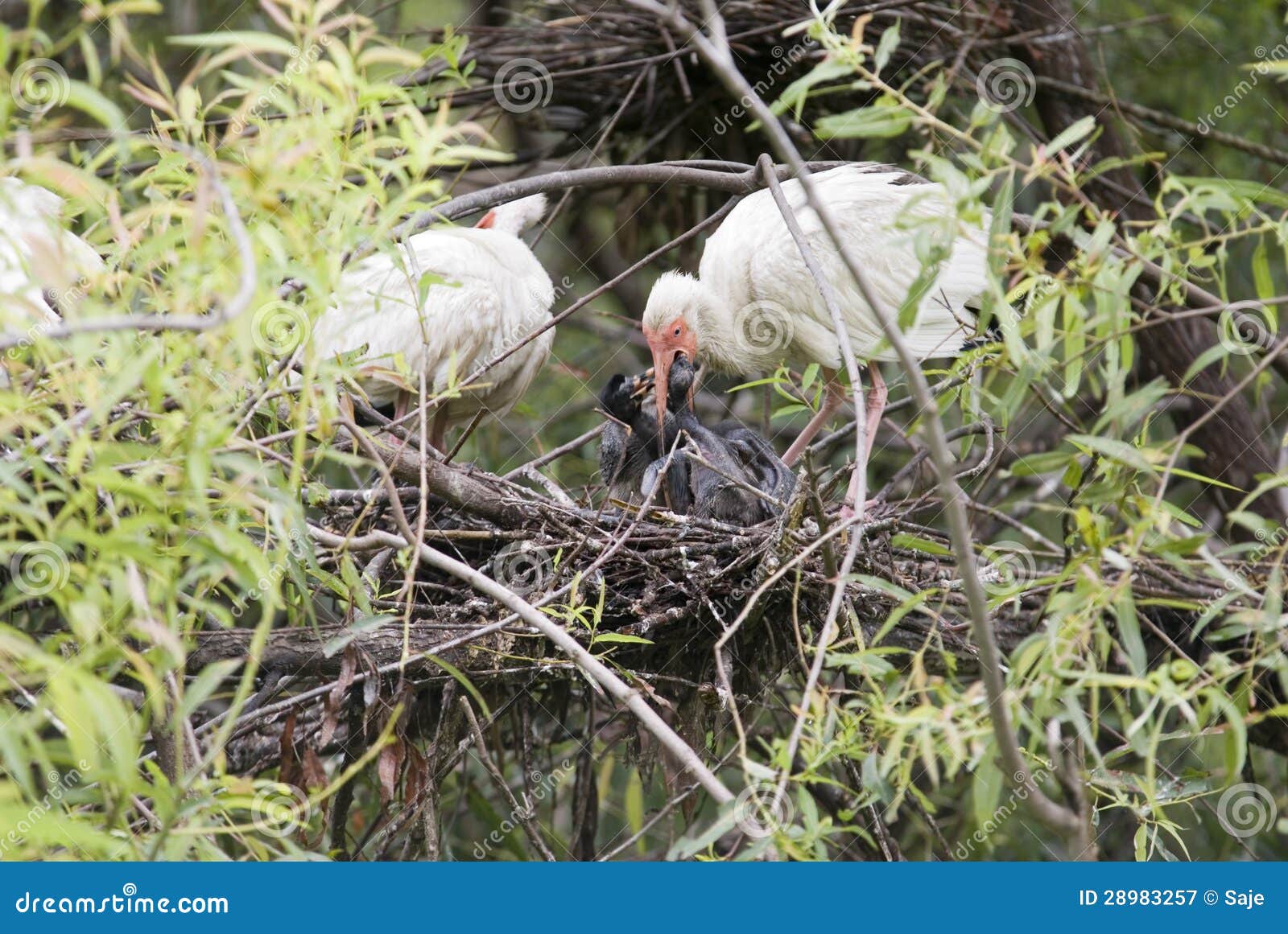 Ibis Bird Feeding Baby Chicks Stock Image Image of spring, beak 28983257