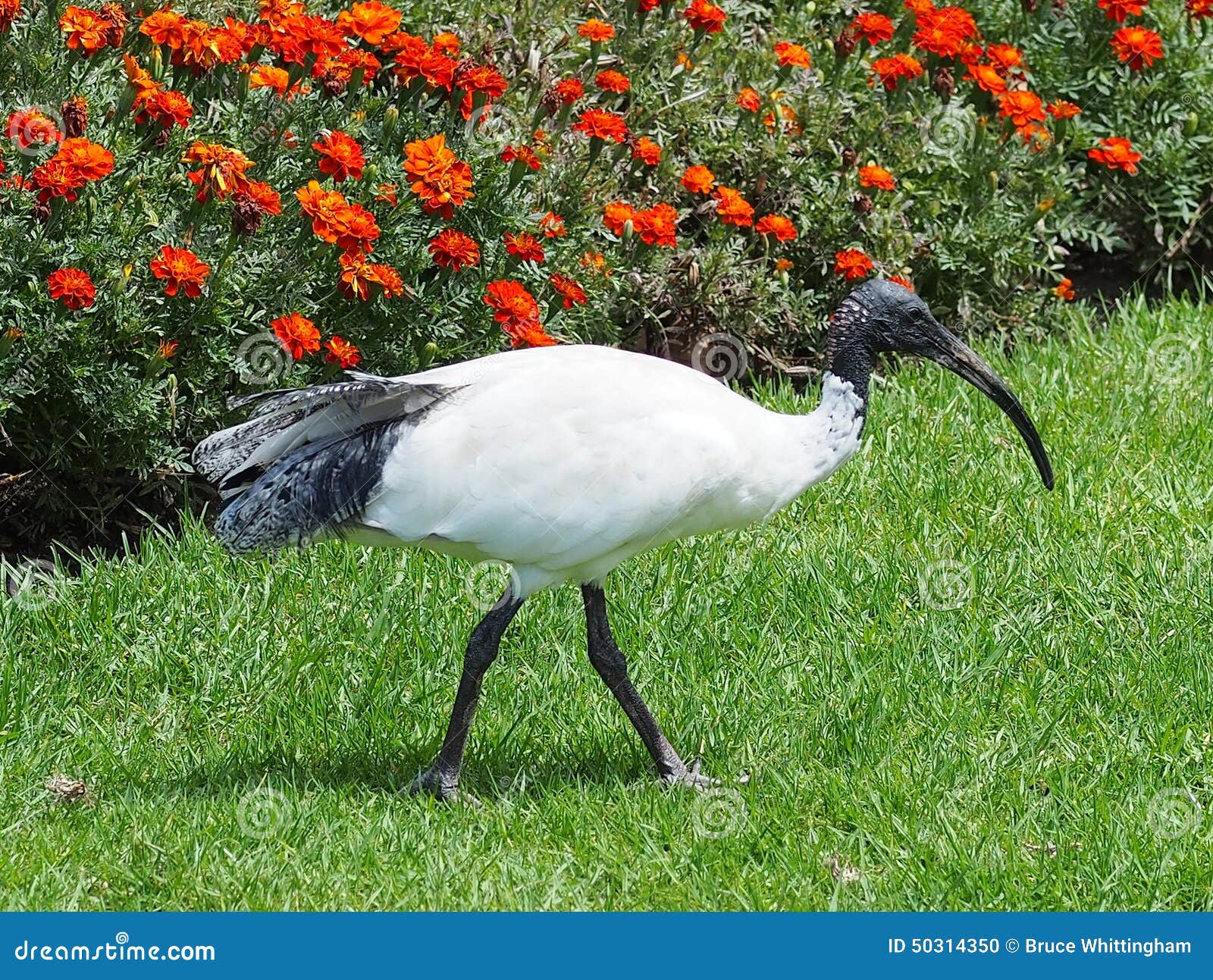 Ibis Blanc Australien Photo Stock Image Du Australie 50314350