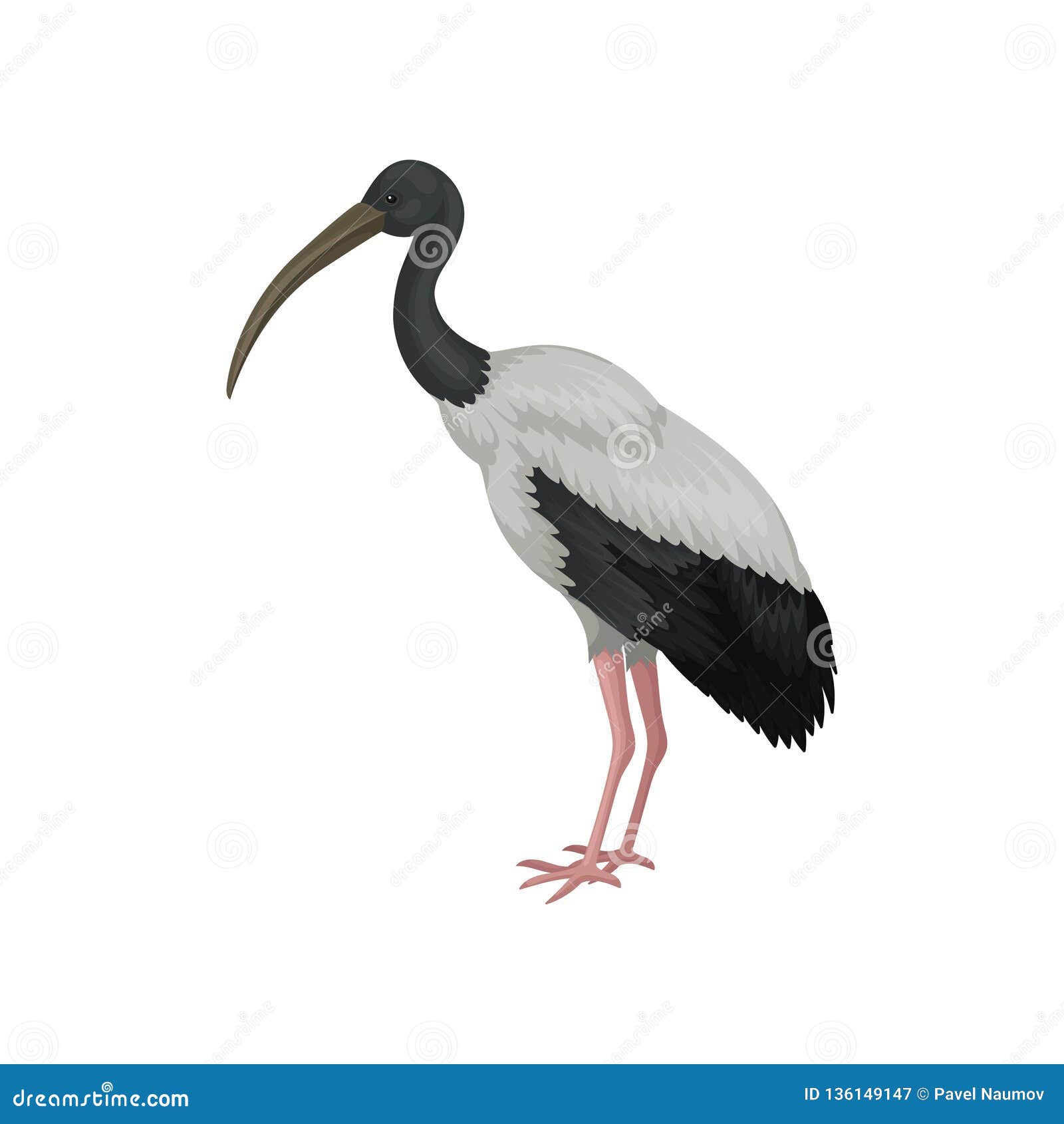 Ibis Blanc Australien Grand Oiseau Avec Les Plumes Noires Et