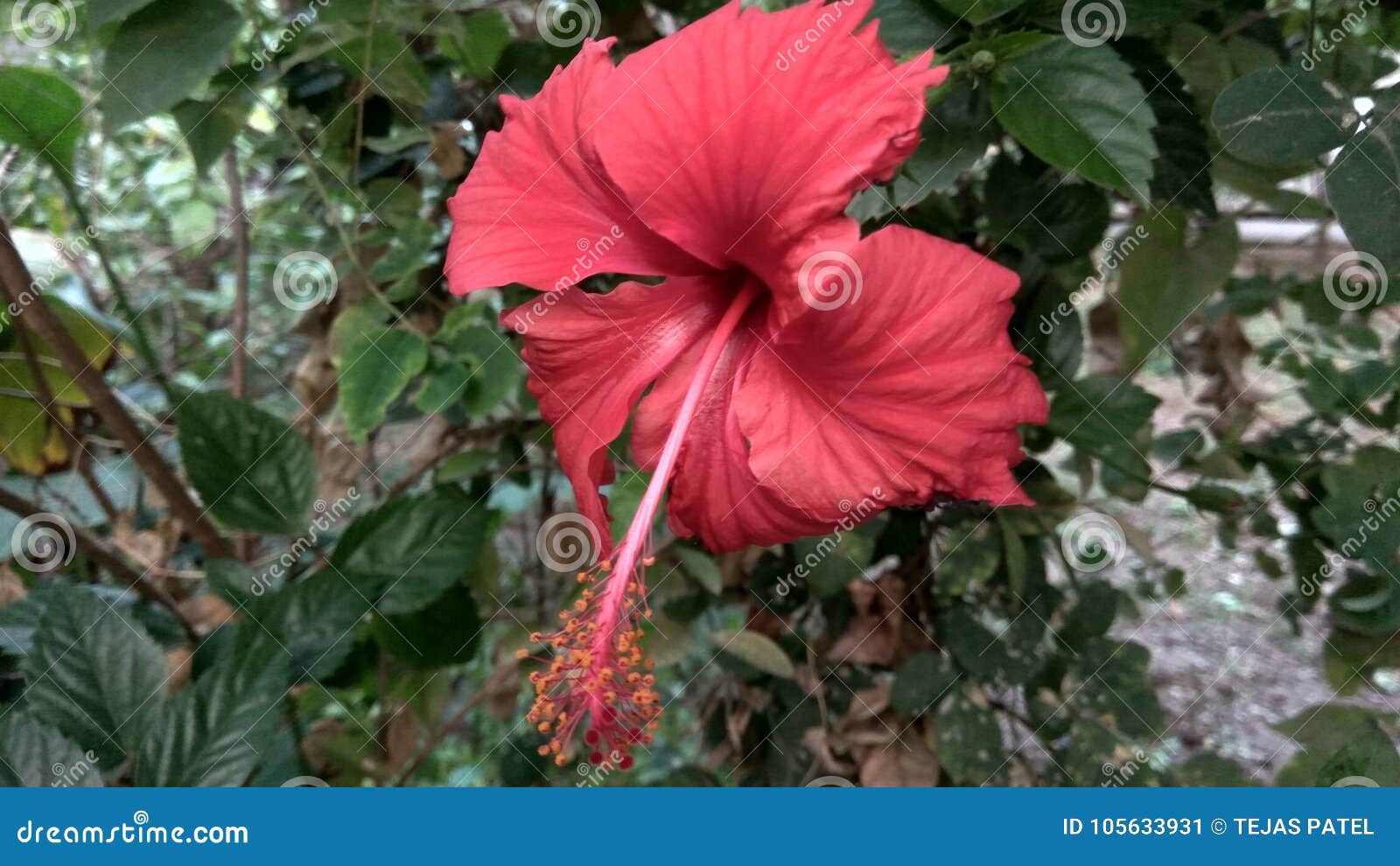 Ibisco. Rosso con giallo