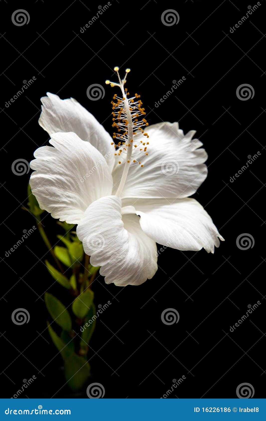 Arongyy Abito Da Sera Elegante Per Matrimonio, Lungo, Per Feste, Da Sera, Grandi Dimensioni, Da - Foto 8