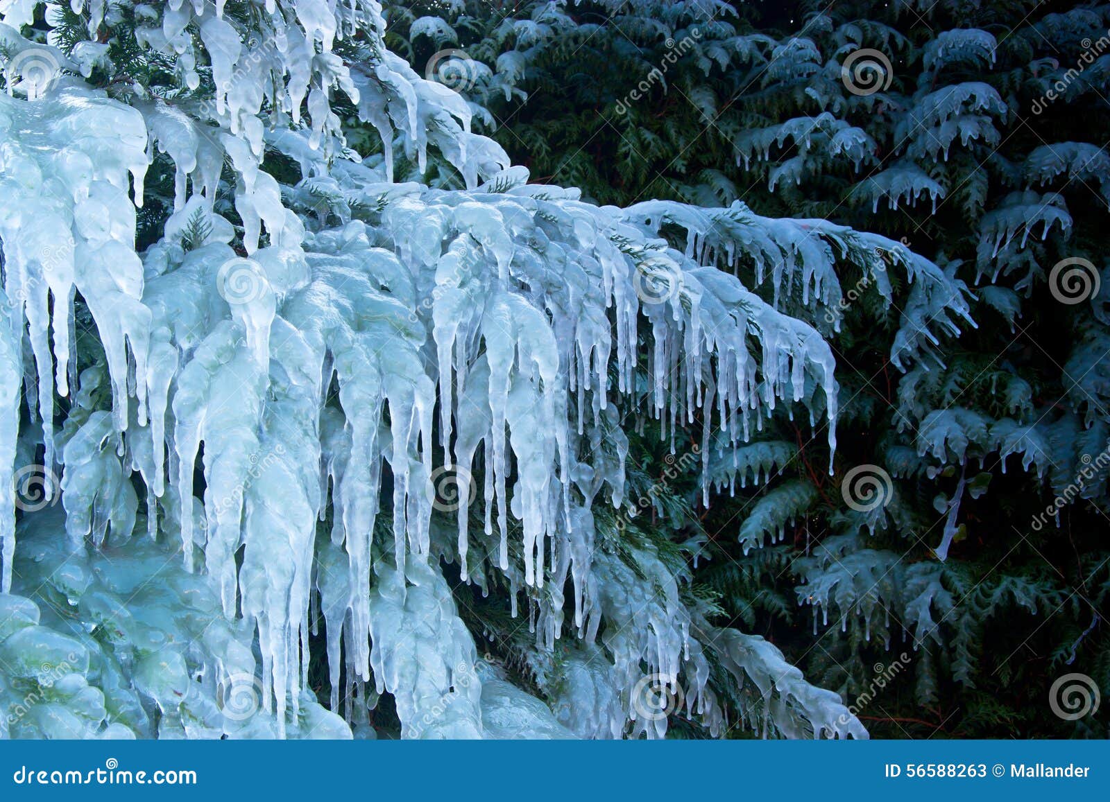 Ice Age Stock Image Image Of Garden Midwinter Frosty Ice Age Stock Image Image Of Garden Midwinter Frosty