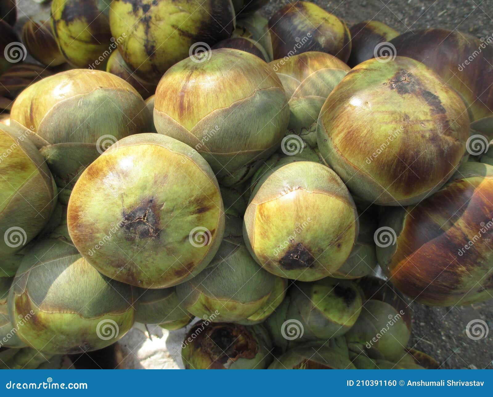 Ice Apple or Palm Fruit or Tadgola Scenic View for Multipurpose Use