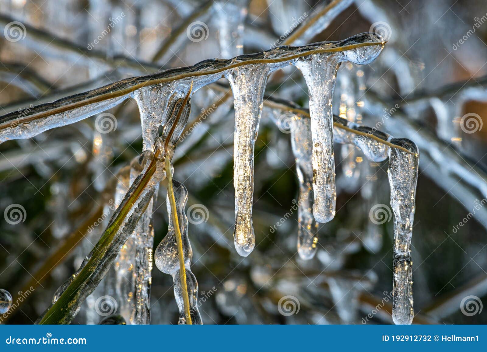 Ice Covering Plants after a Cold Night Stock Photo Image of icicles