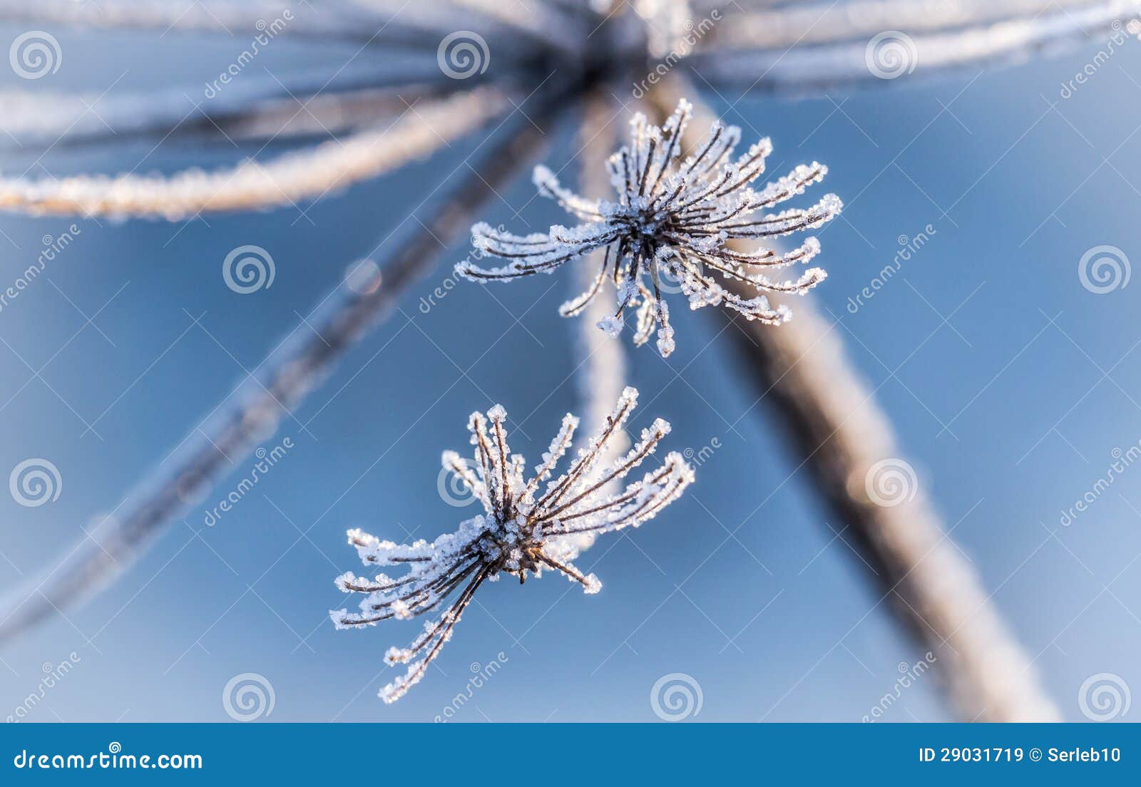 Ice crystals on the flower stock image. Image of shining 29031719
