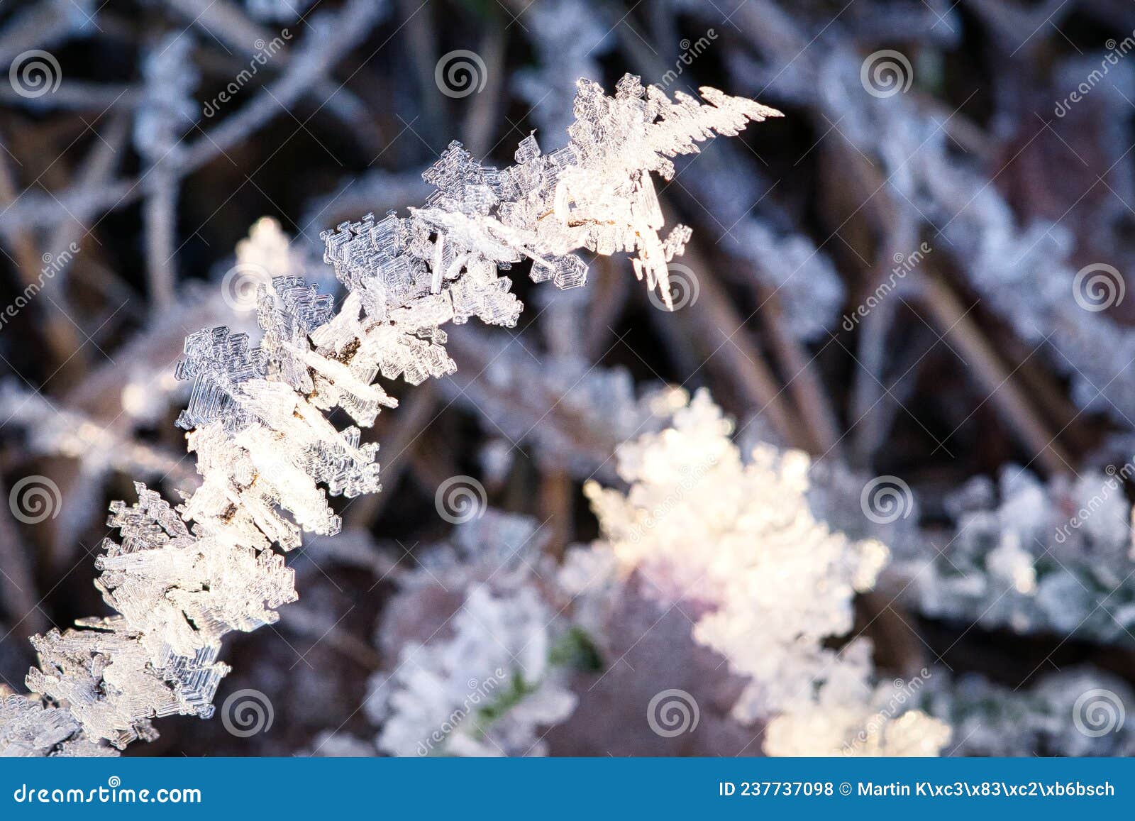 ice crystals that have formed on blades of grass. structurally rich and bizarre s have emerged