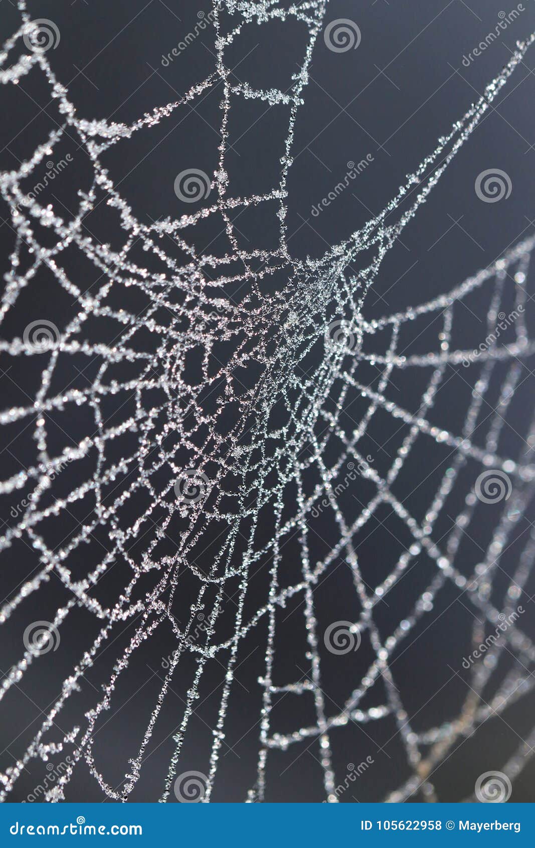 Frozen Spider Web Macro Photos