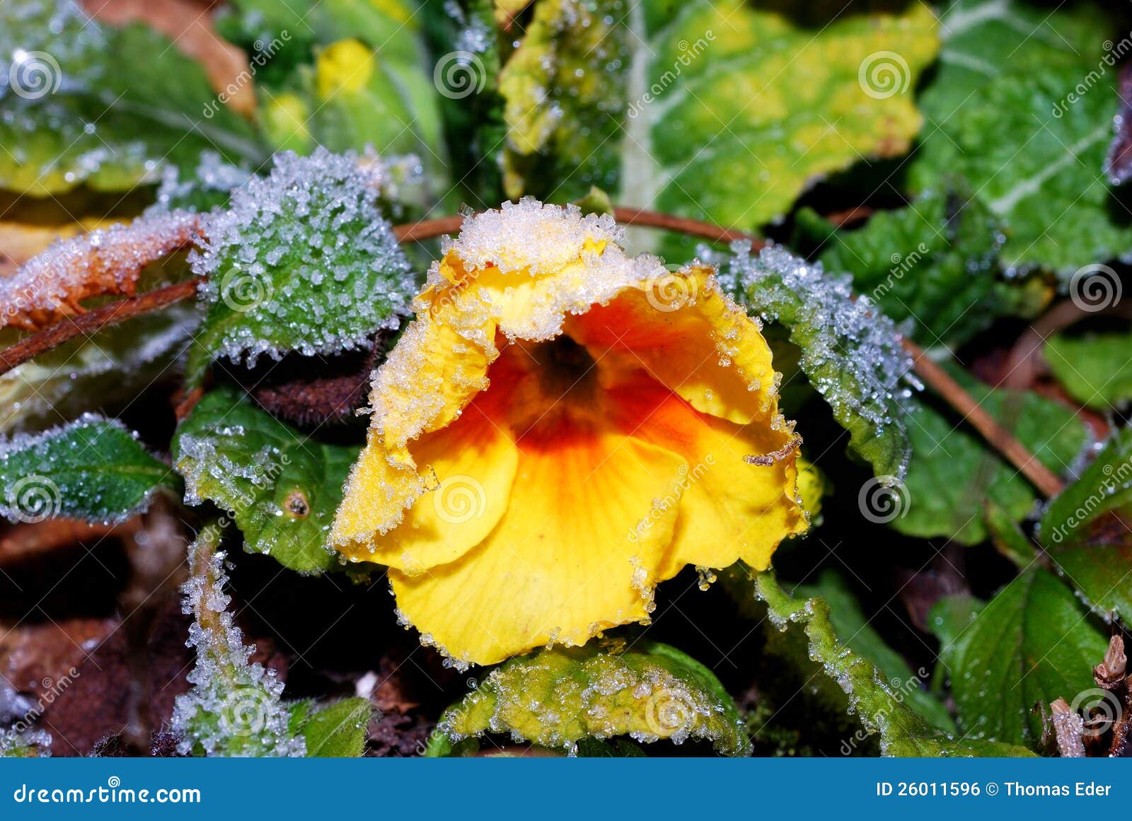 Ice crystals on primrose stock photo. Image of group 26011596