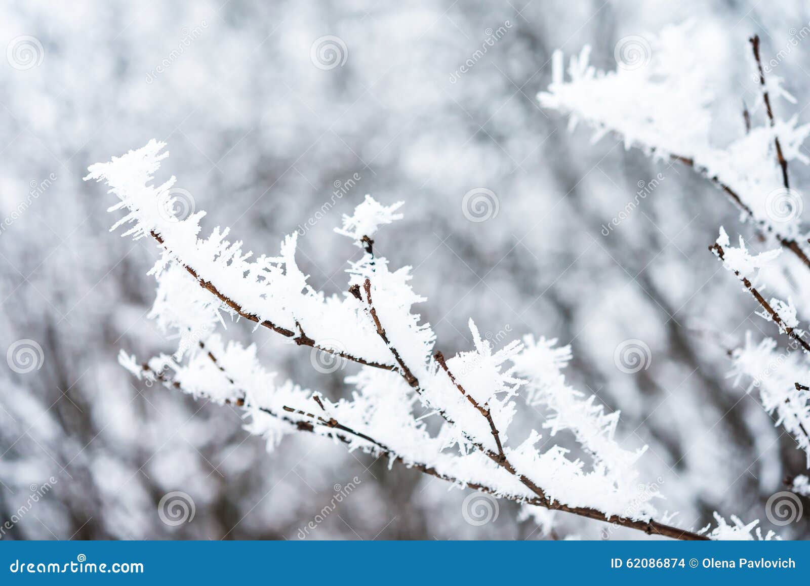 Ice Crystals on Tree Branches Stock Photo - Image of nature, vintage ...