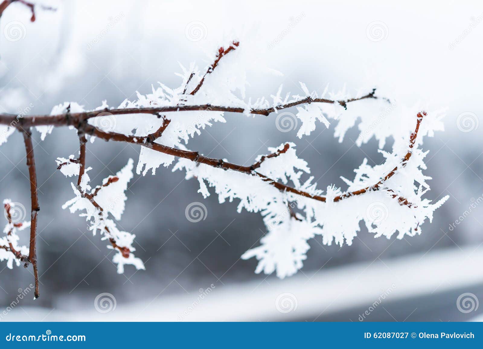 Ice Crystals On Tree Branches. Stock Image - Image of white, covered ...