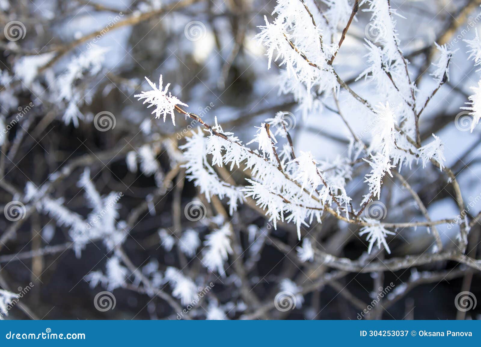 Ice Crystals on a Tree. Winter Landscape. Weather Change Concept Stock ...