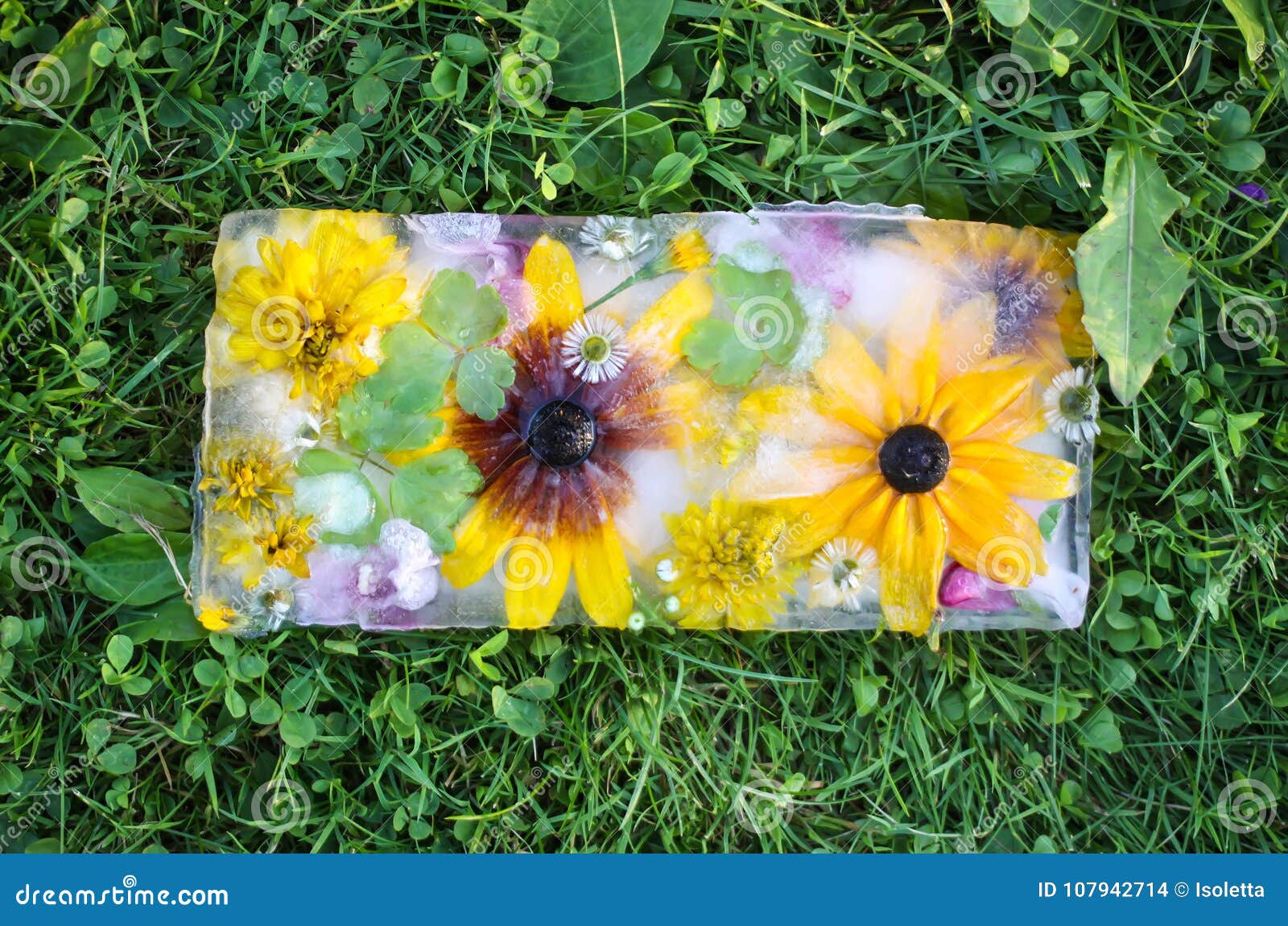 Ice Cube with Flowers on Green Grass at Summer. Stock Photo Image of