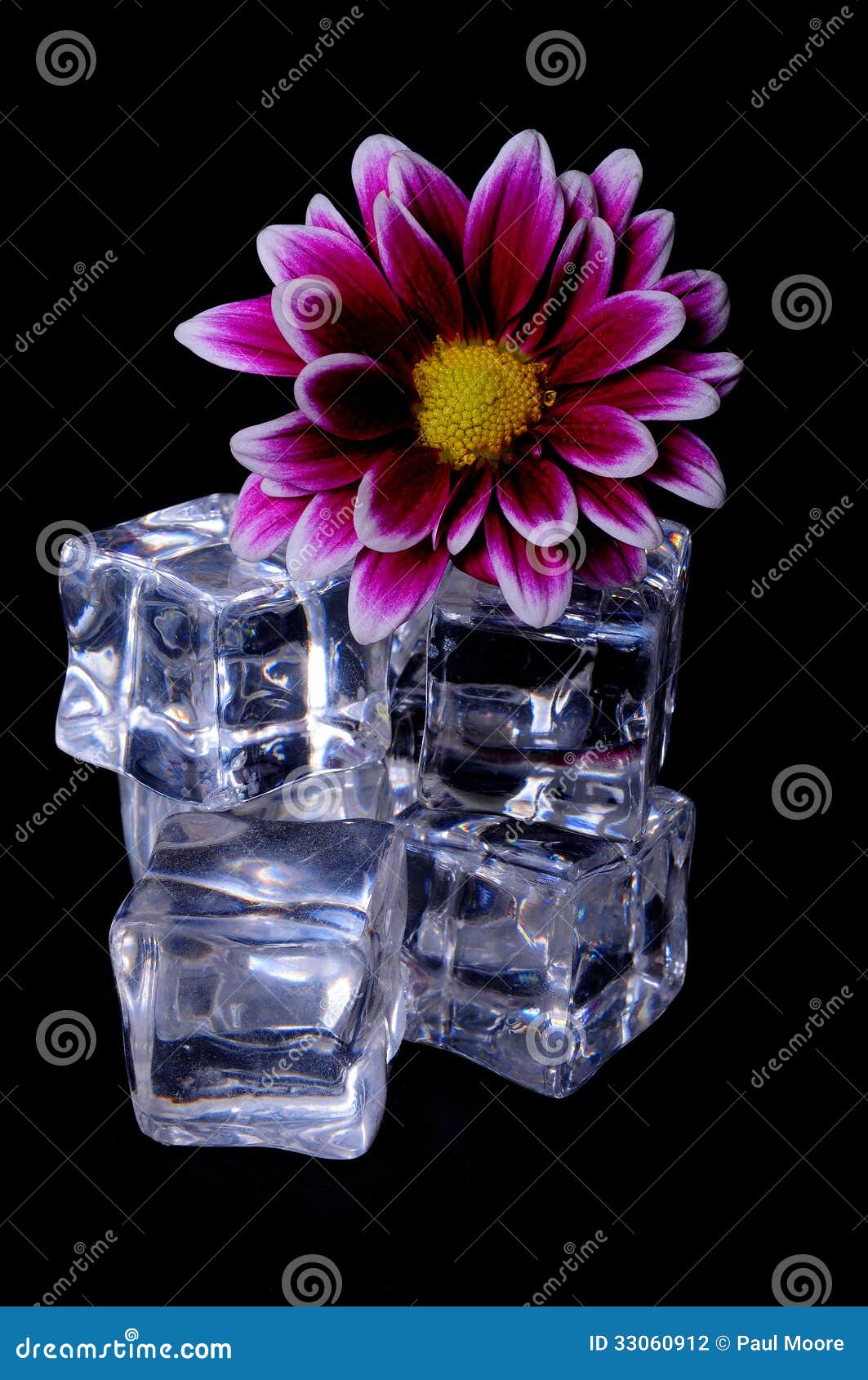 Ice Cubes and Flower stock photo. Image of beauty, white 33060912