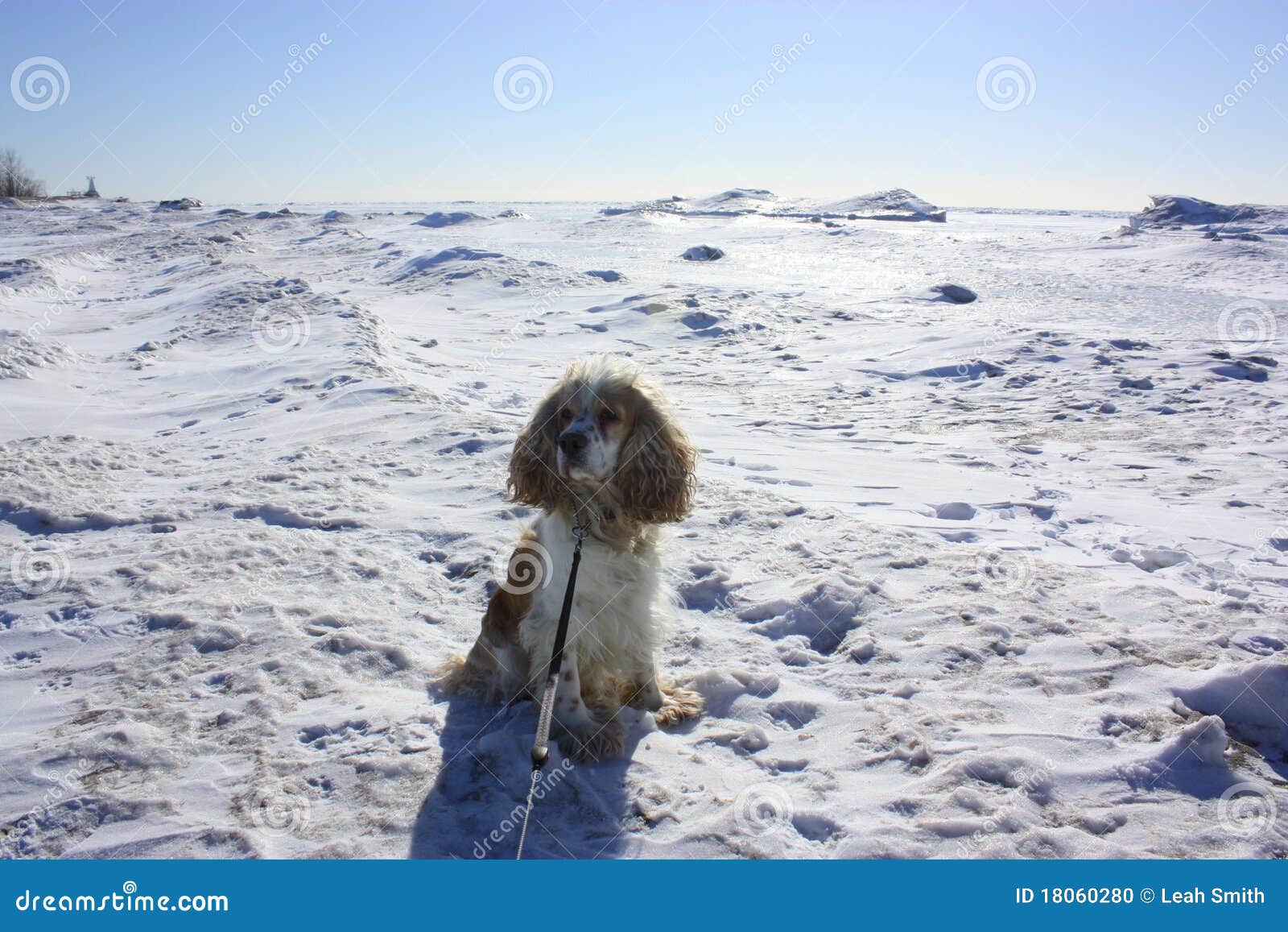 Ice Dog stock photo. Image of puppy, light, doggie, true 18060280