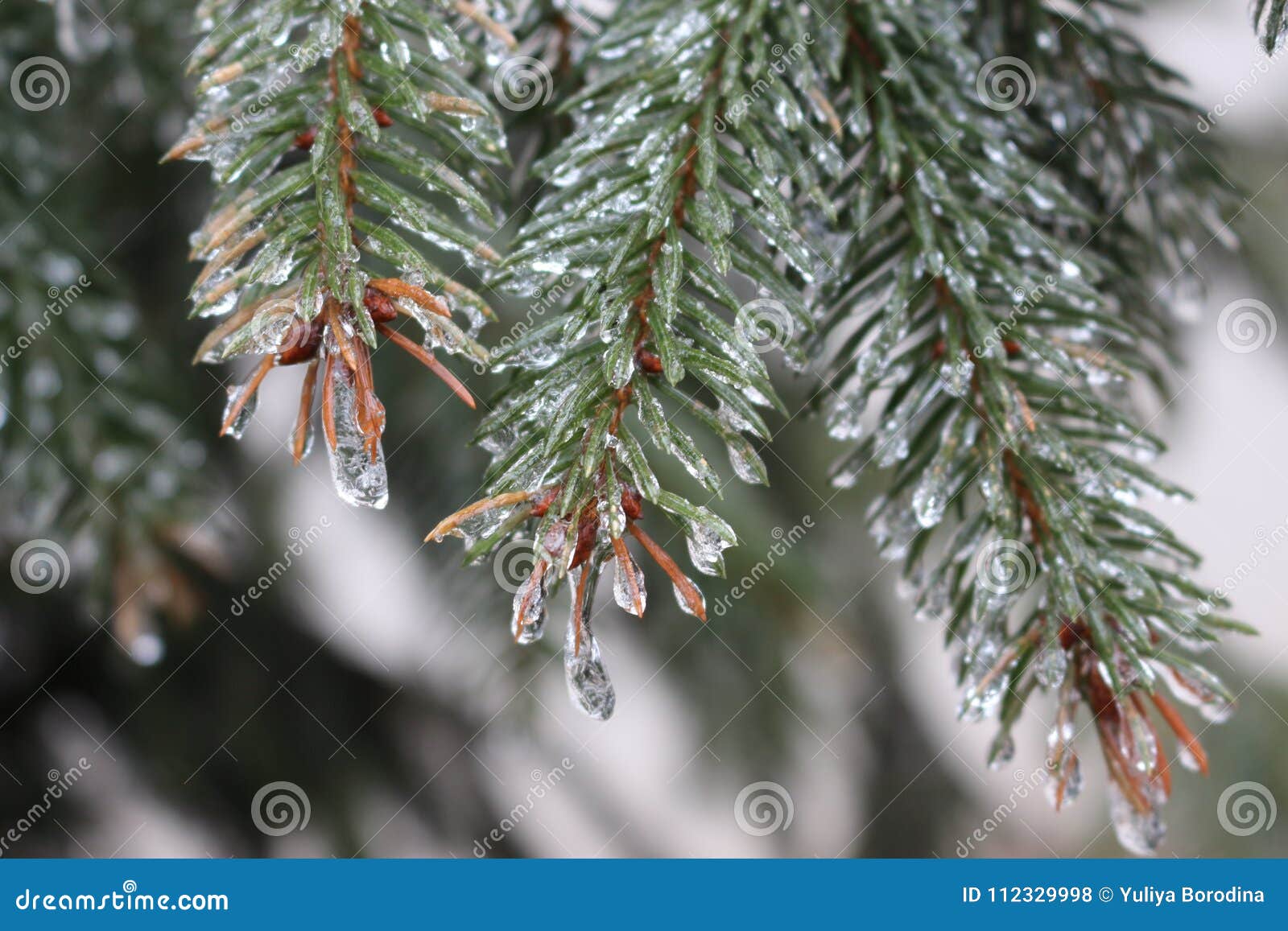 ice drops on spruce needles