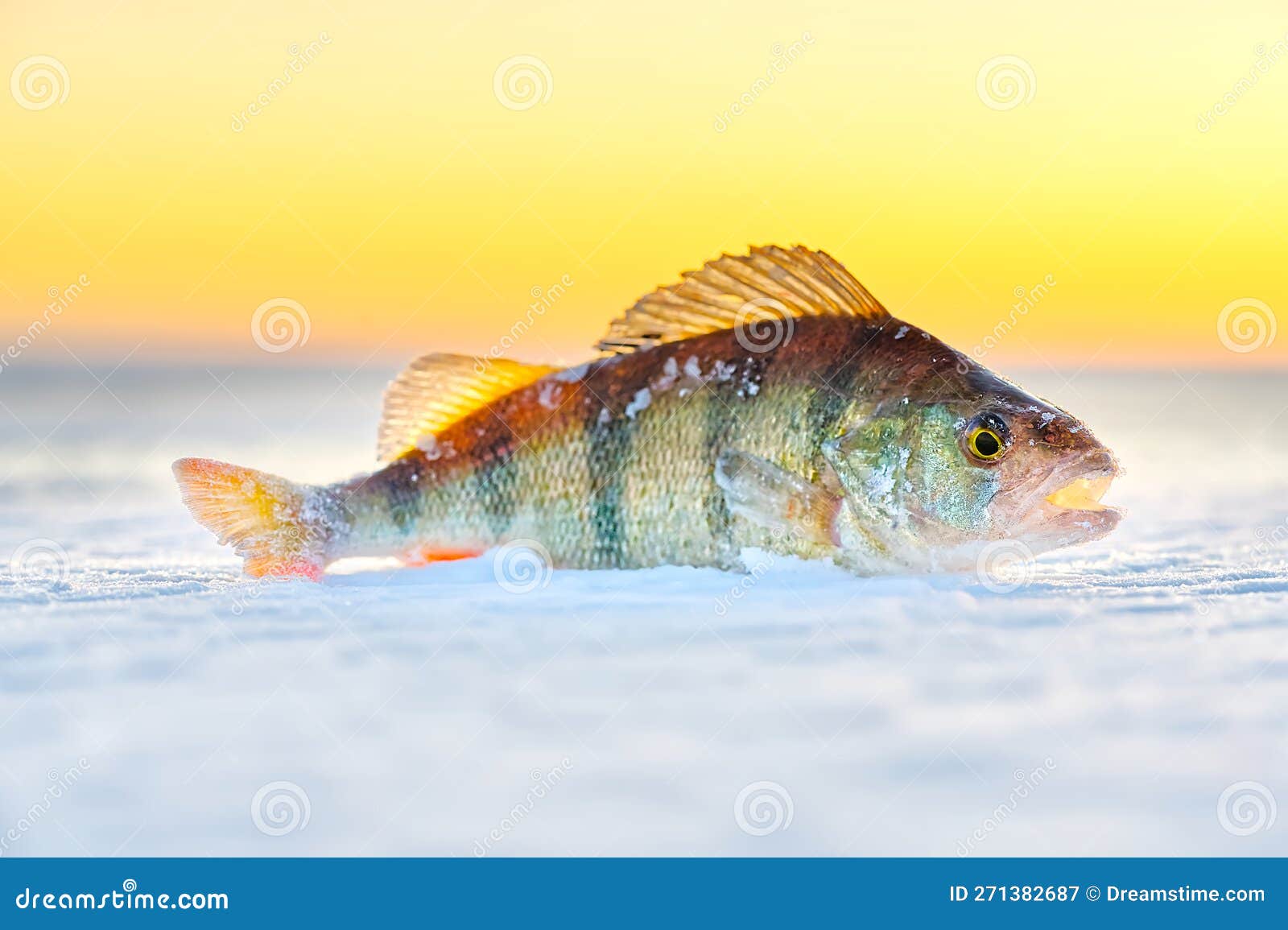 Ice Fishing Perch on the Snow. Winter Fishing, Perch Fish on the Ice in  Winter on the Sea Lake River Stock Image - Image of outdoor, cold: 271382687