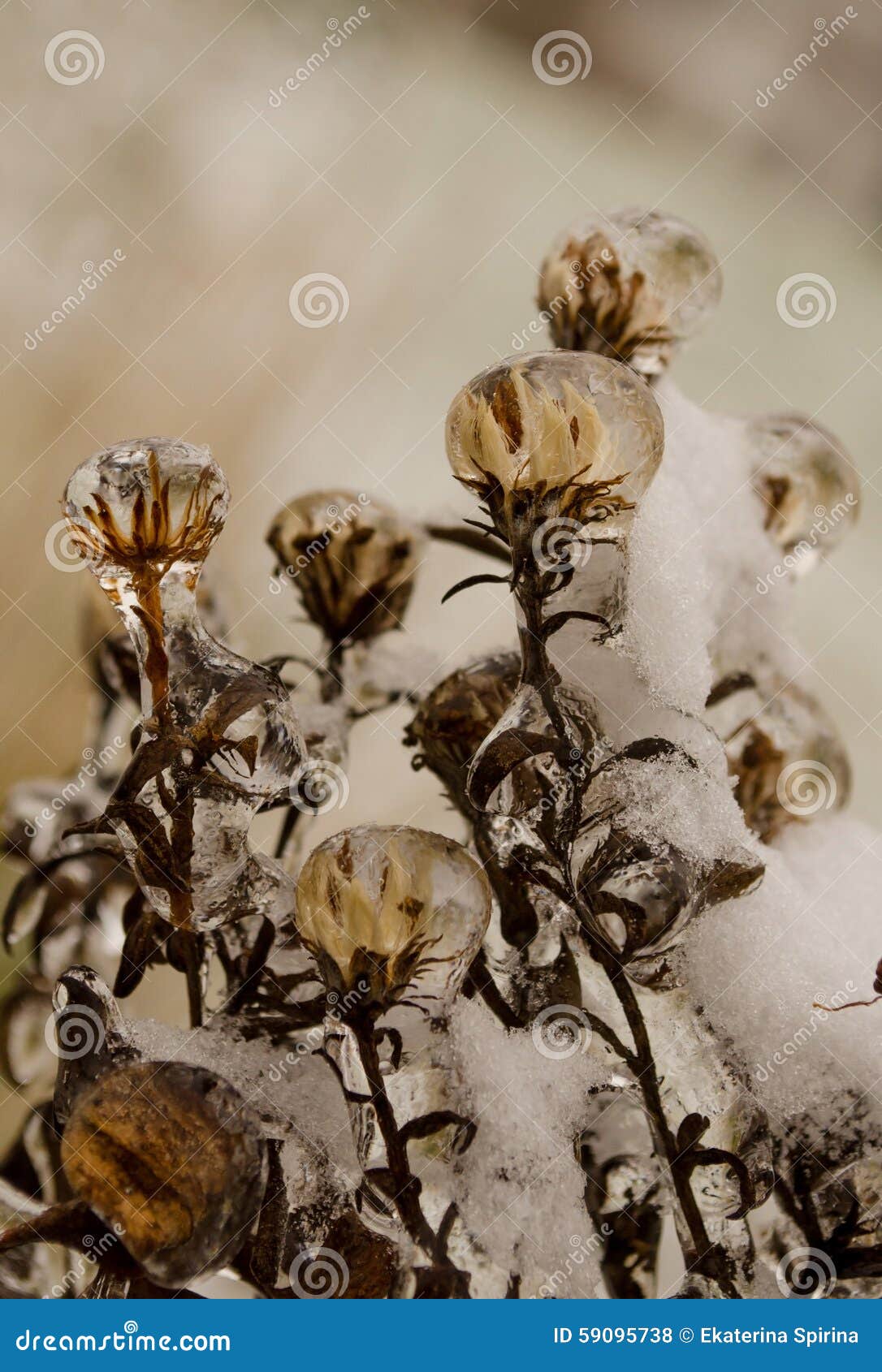 Ice Flowers after Freezing Rain Stock Photo Image of macro, rain