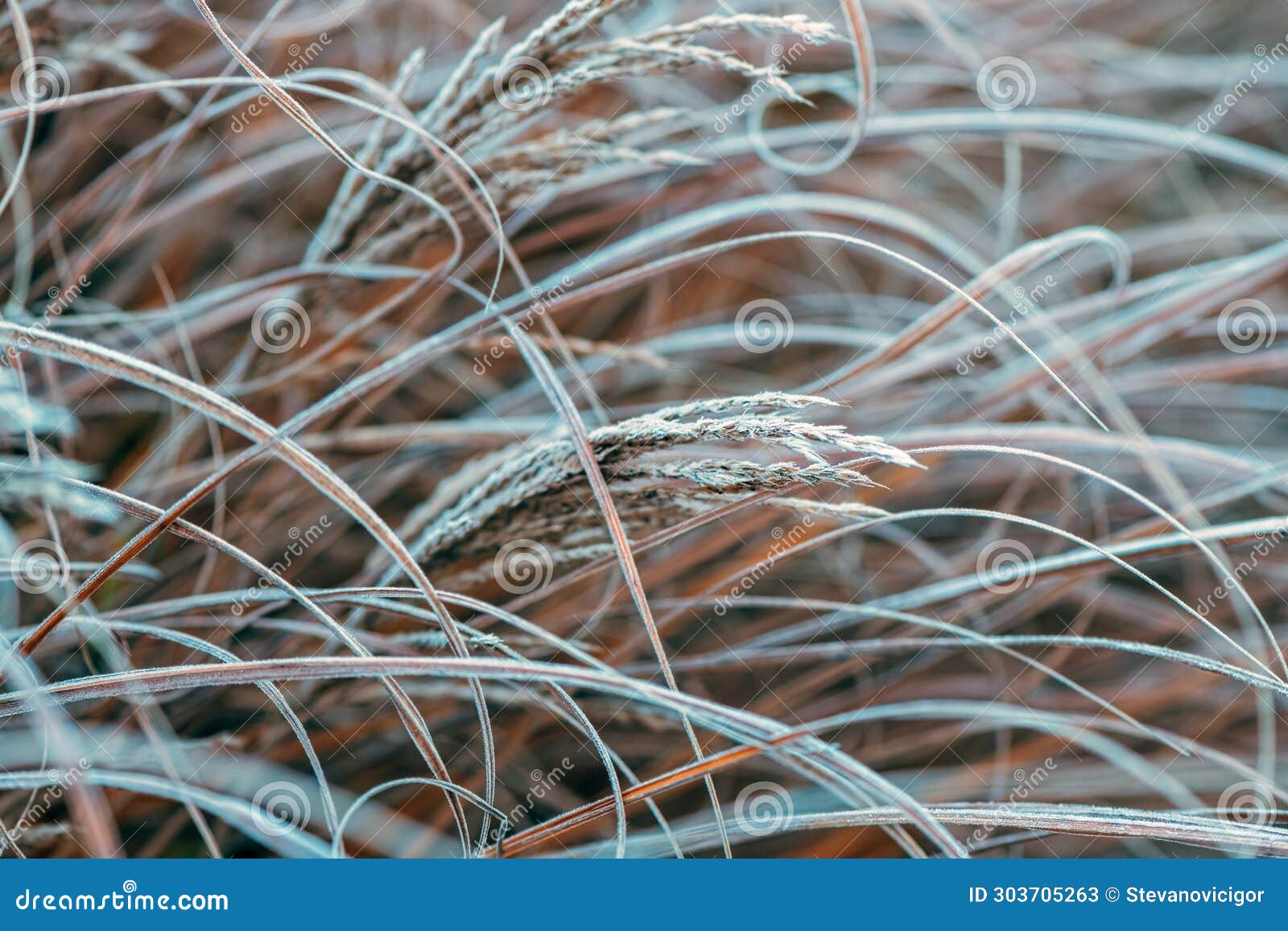 ice and frost on uncultivated meadow plants in cold foggy winter morning