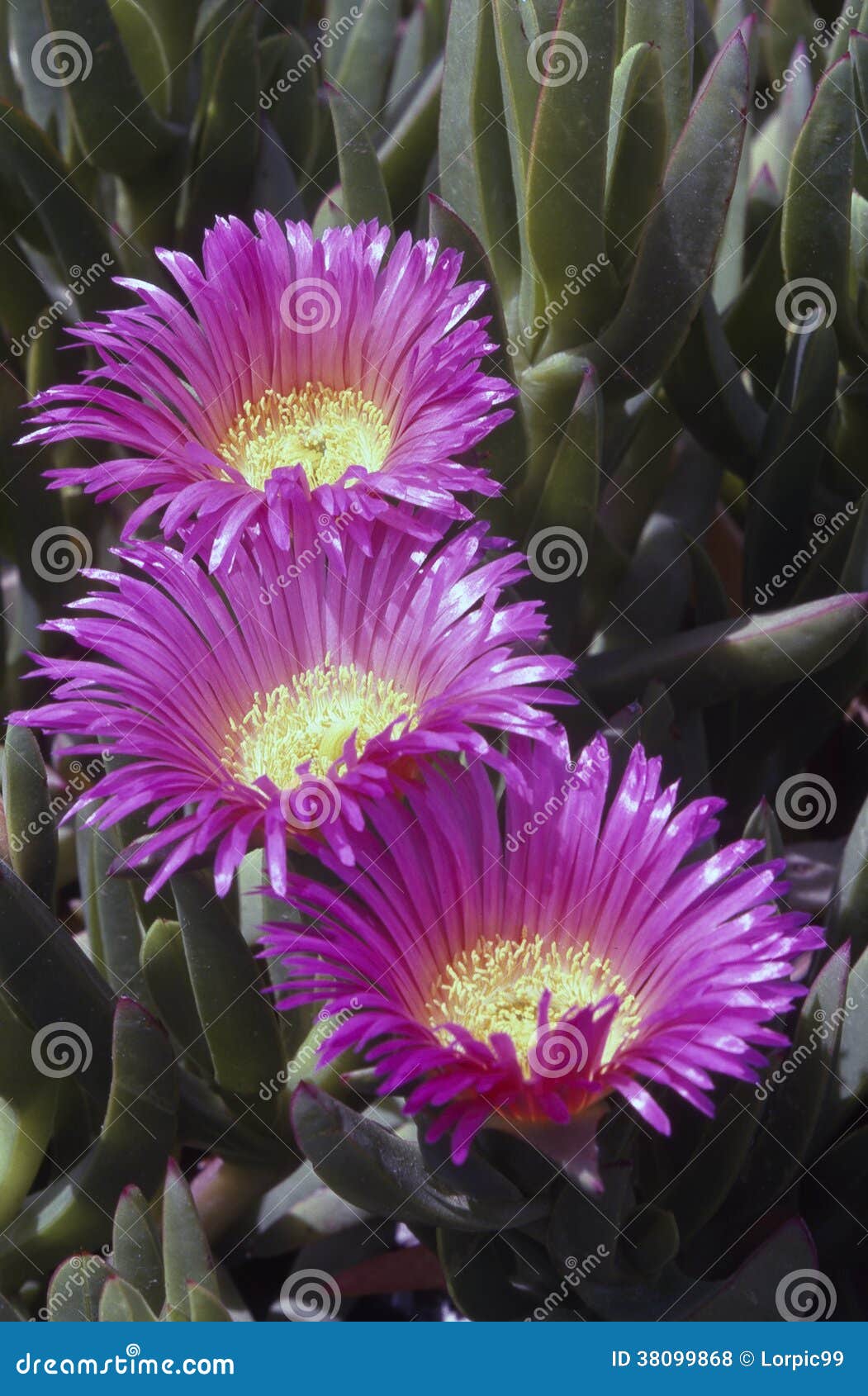Ice Plant stock photo. Image of blooming, macro, plant 38099868