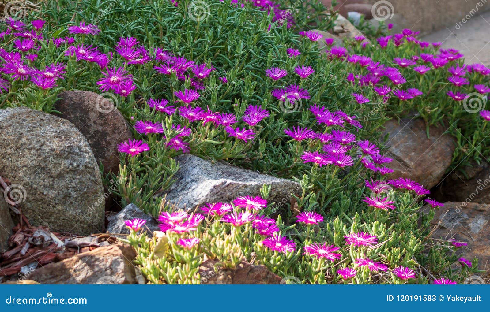 Ice Plant Blooming In A Rock Garden Stock Image Image Of Nature