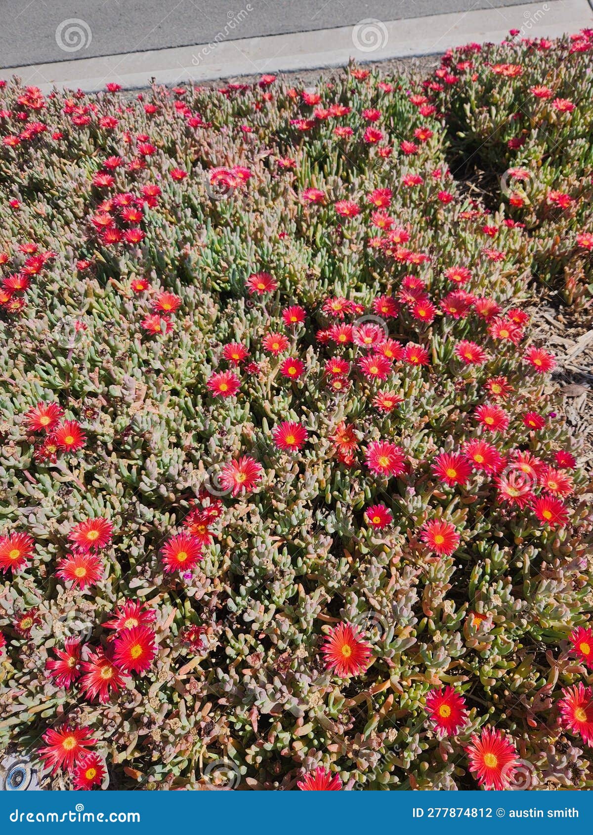 Ice Plant Red Flowers Blooming in Spring Stock Photo - Image of plant