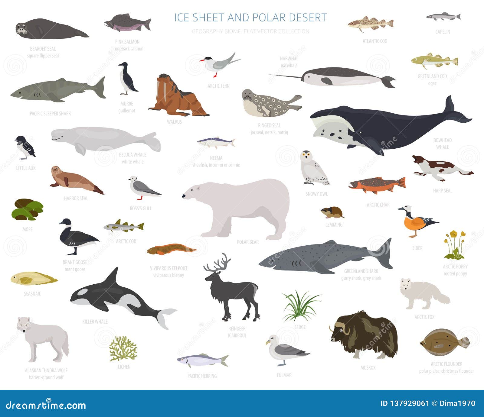 arctic ocean animals and plants