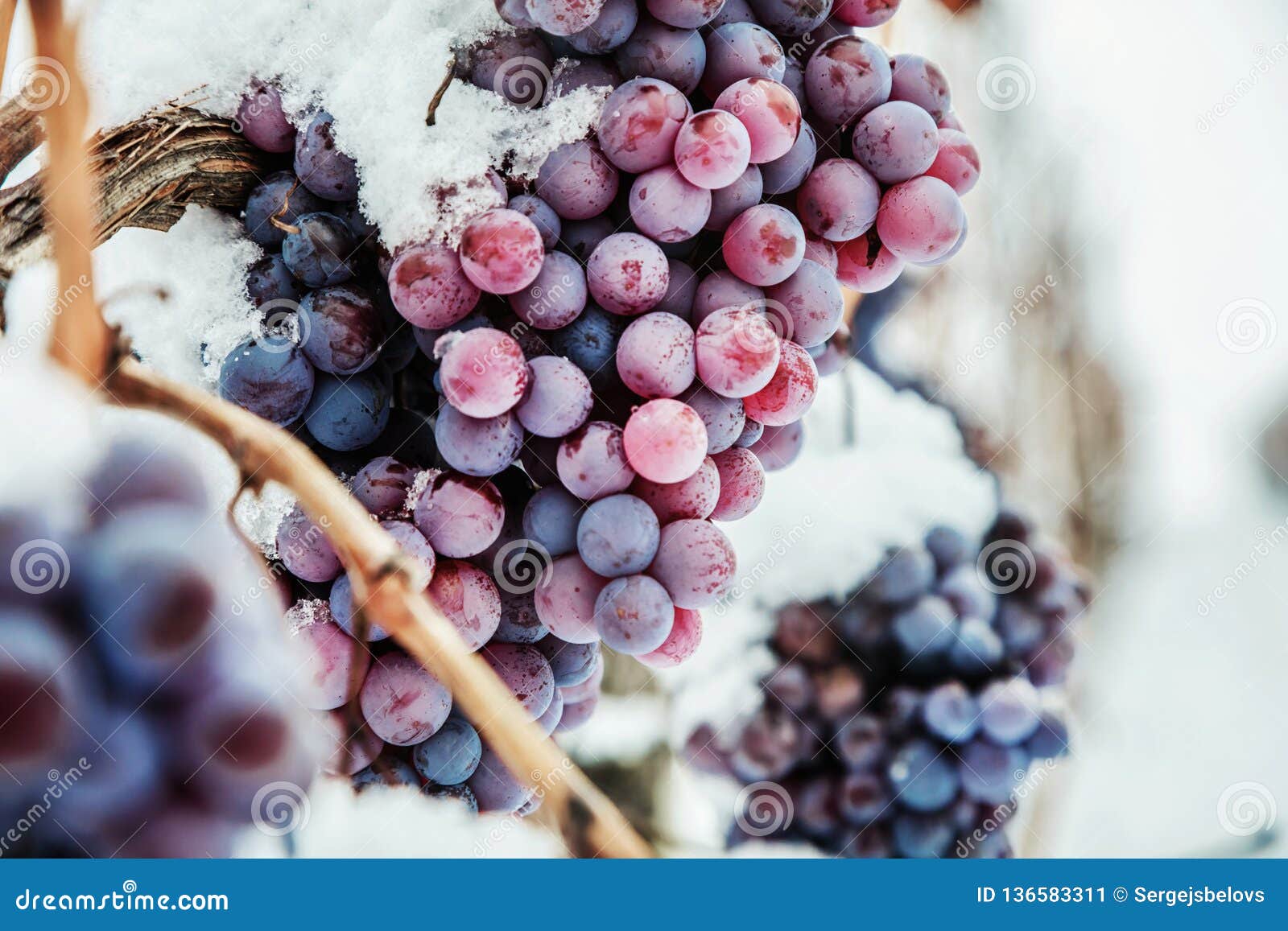 Ice Wine. Wine Red Grapes for Ice Wine in Winter Condition and Snow