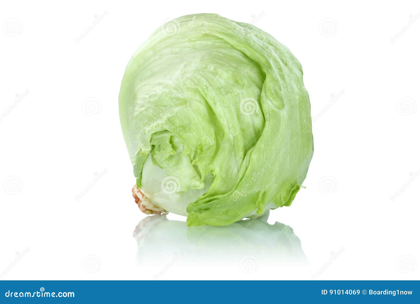 Iceberg Head of Lettuce Fresh Vegetable Isolated Stock Image Image of