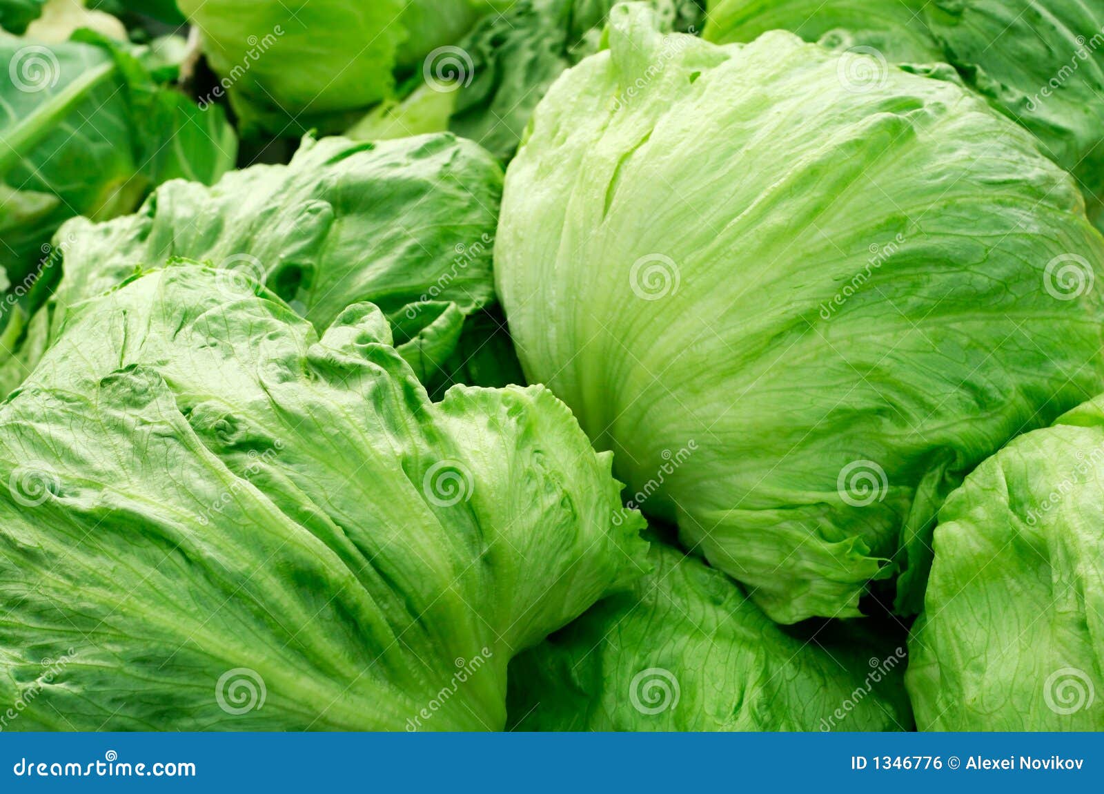 iceberg lettuce