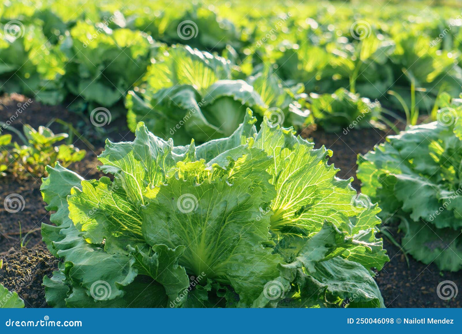 Iceberg Lettuce Growing in the Field Stock Photo Image of growth