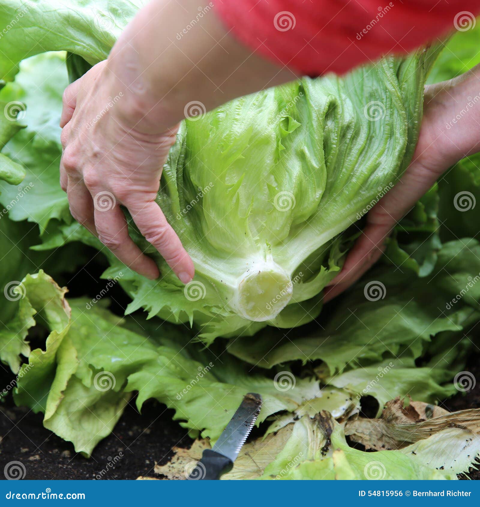 Iceberg Lettuce stock photo. Image of germany, harvesting 54815956