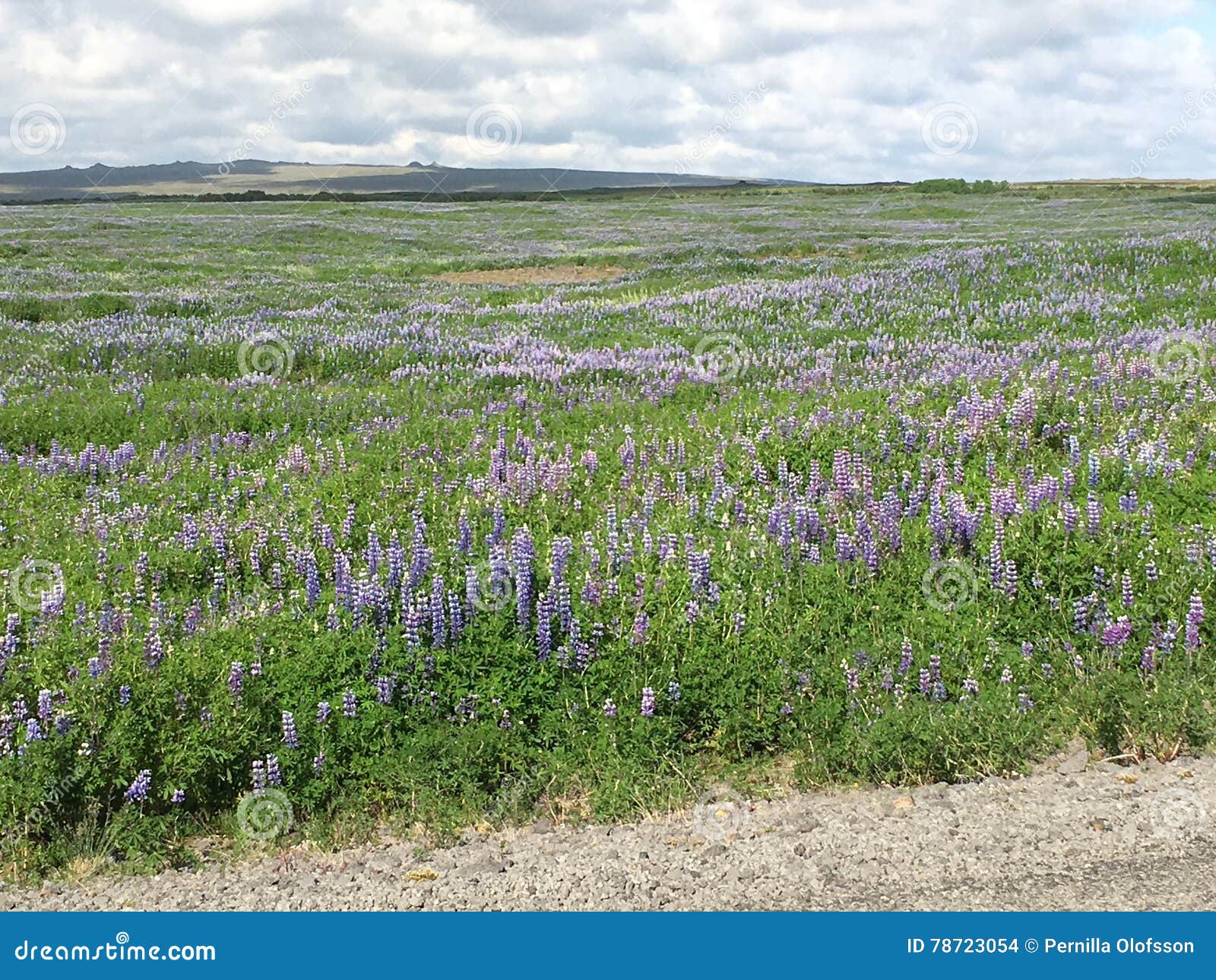 Iceland flower stock photo. Image of lupina, flower, blue 78723054