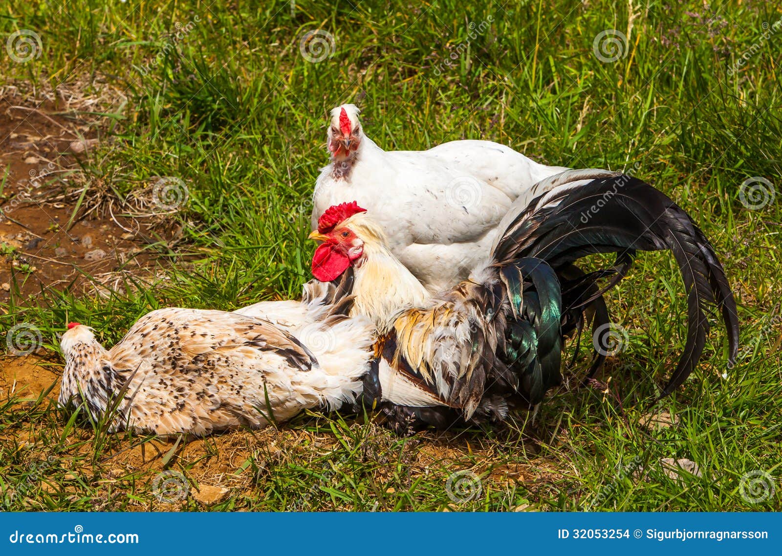 Icelandic Chickens stock photo. Image of chickens, farming 32053254