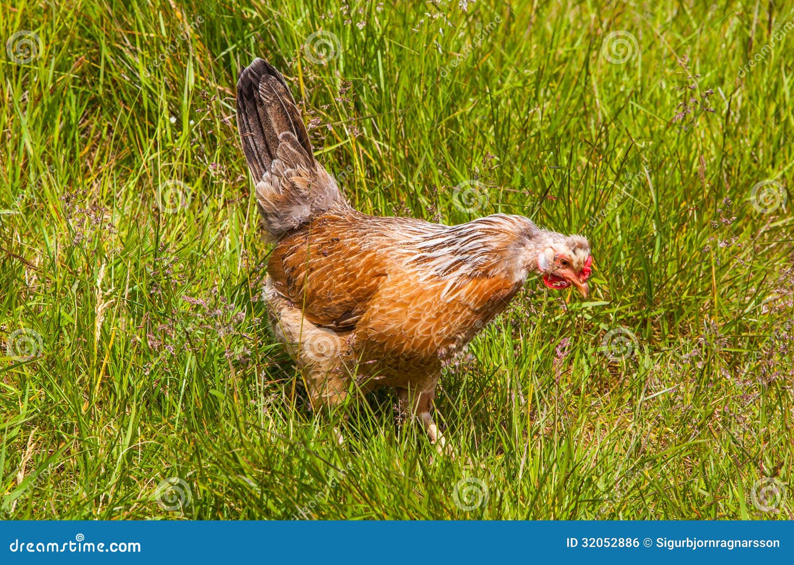 Icelandic Chickens stock photo. Image of livestock, icelandic 32052886