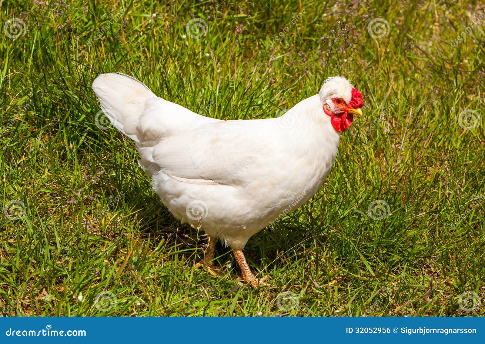 Icelandic Chickens stock photo. Image of land, eggs, chickens 32052956