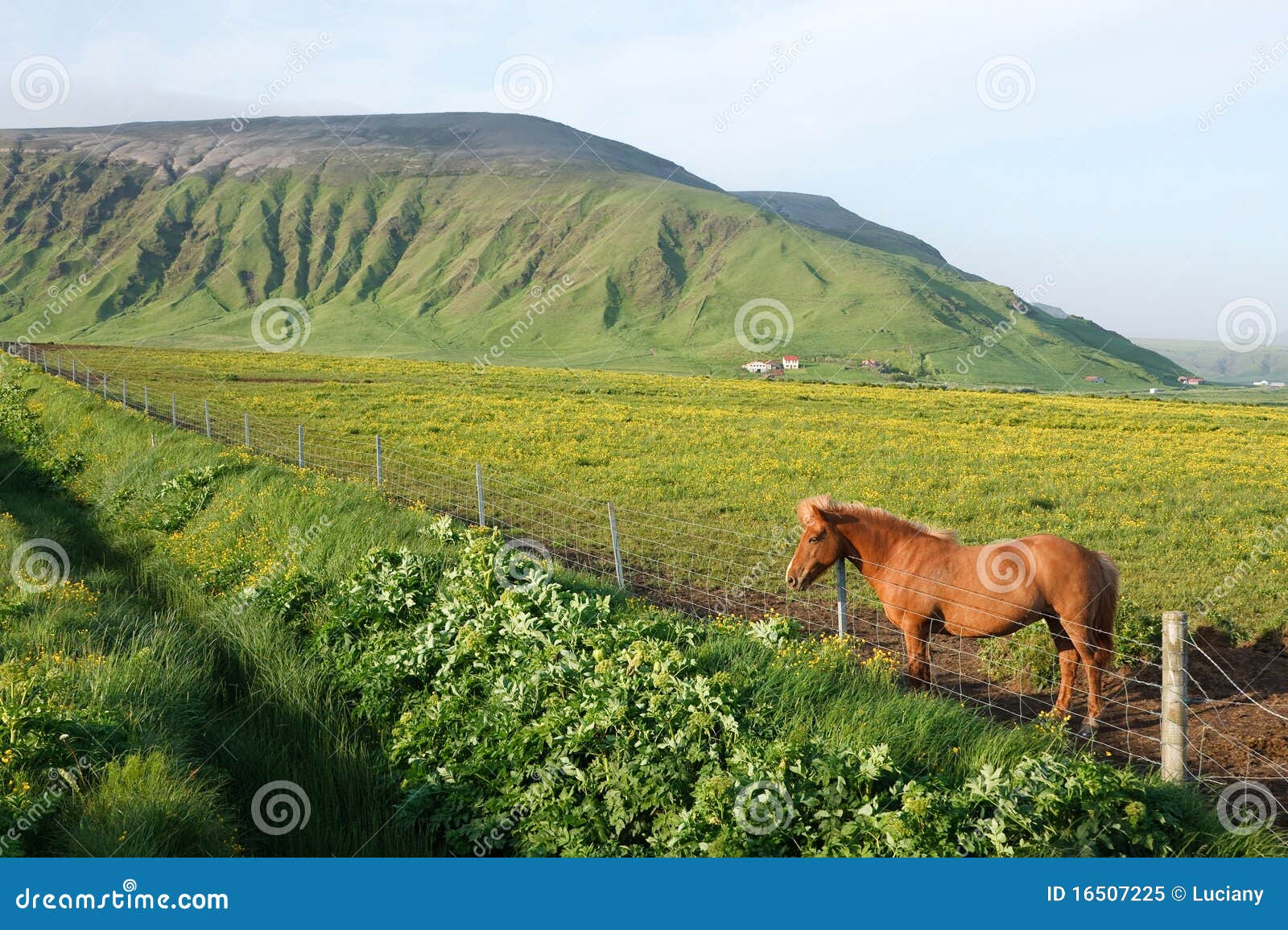 Icelandic Farm stock image. Image of rural, scene, beauty 16507225