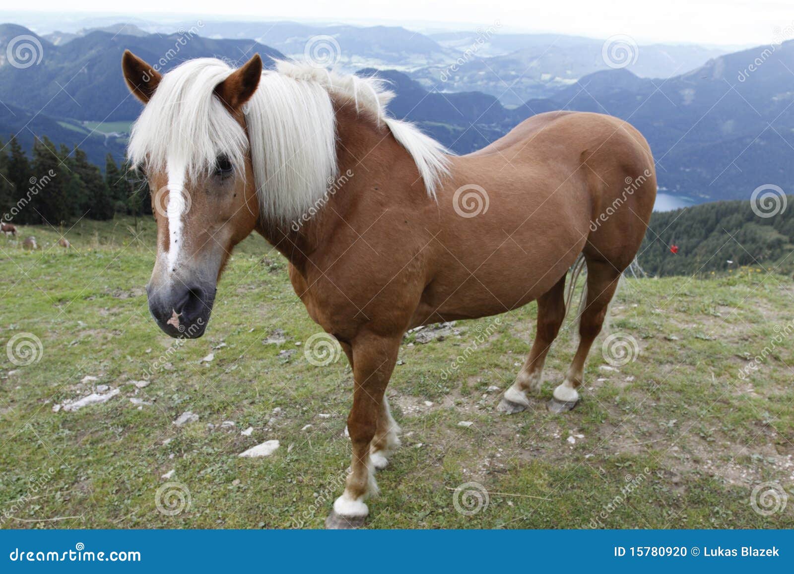 icelandic horse in alps