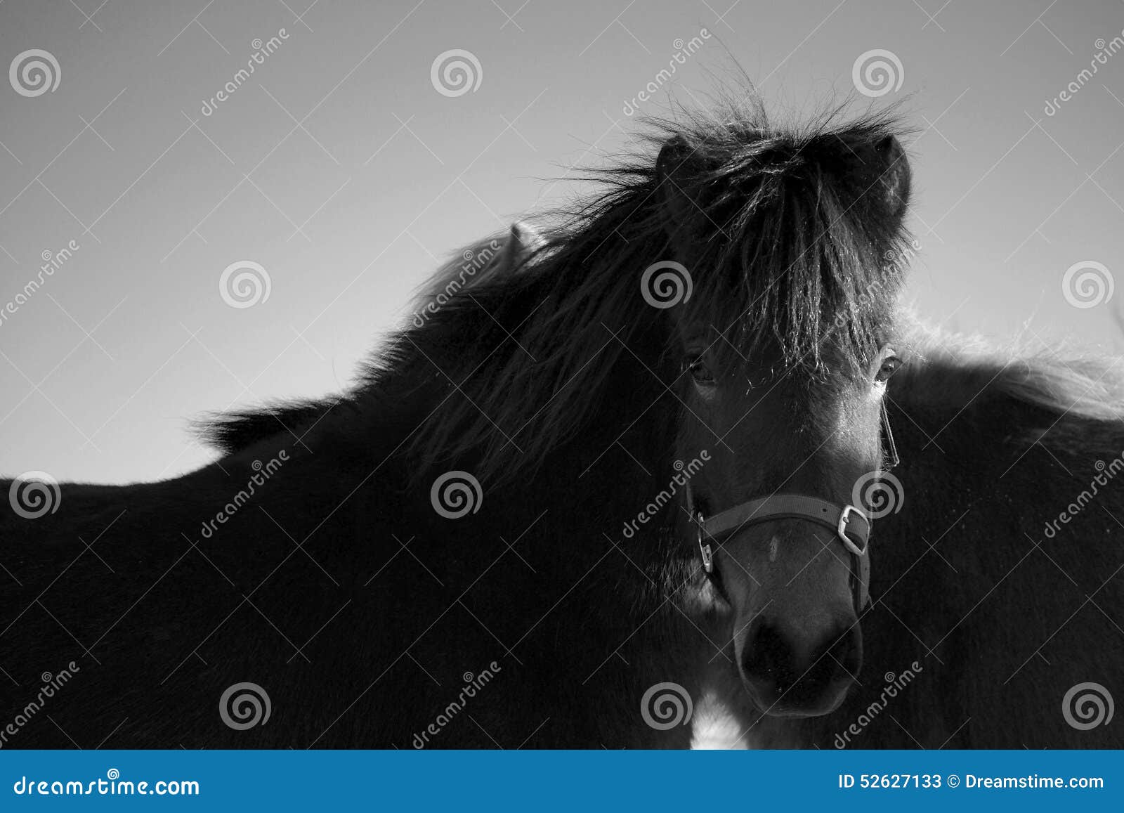icelandic horse