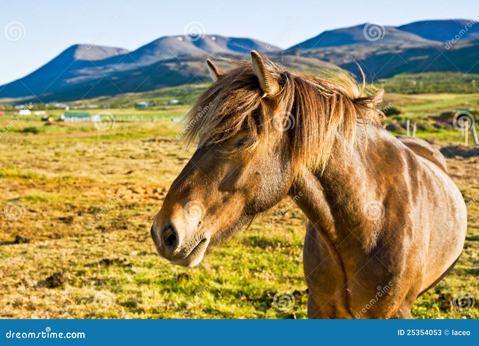 icelandic horse in a farm late evening.