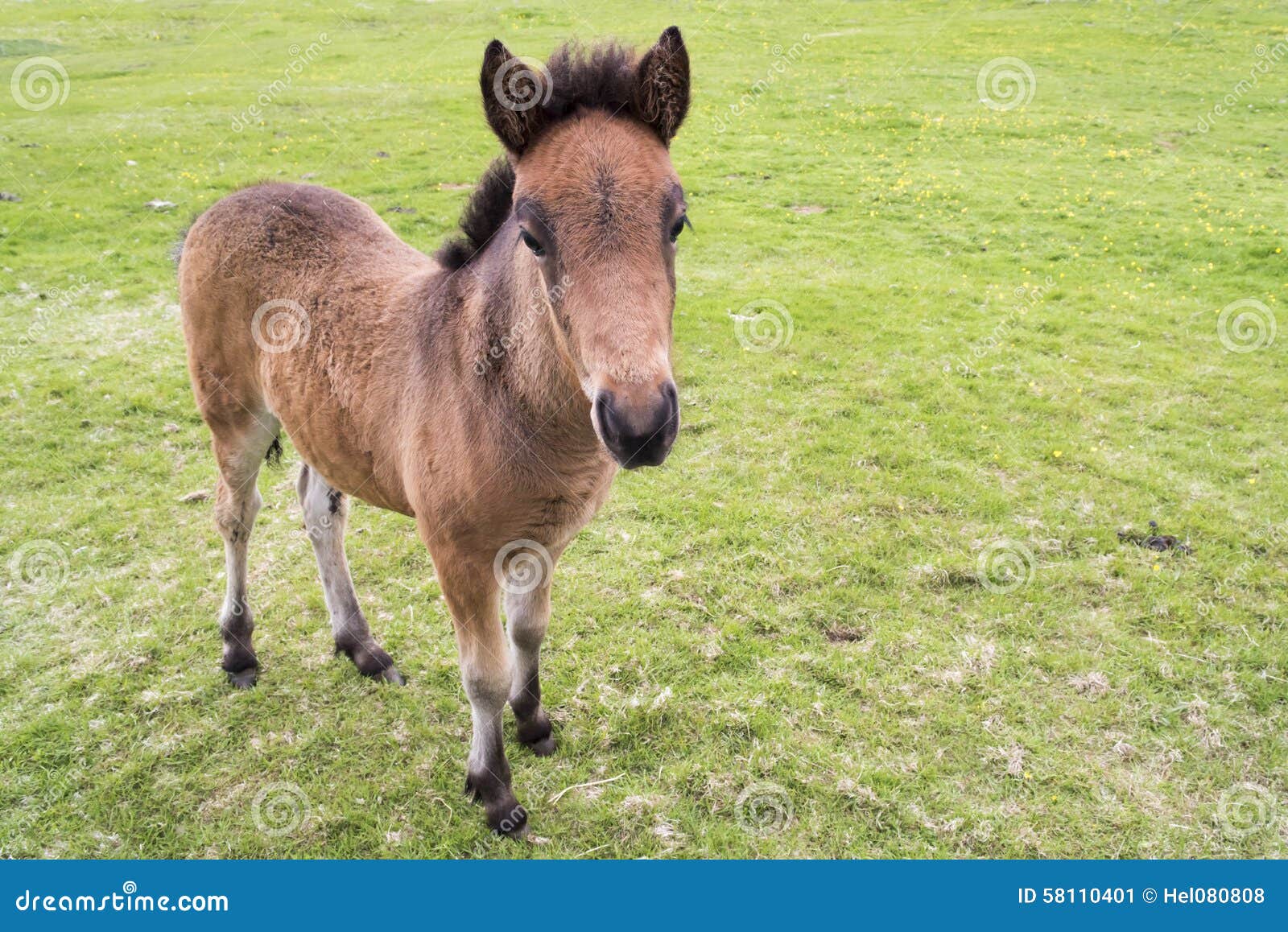 Icelandic Horse Foal stock image. Image of natural, iceland 58110401