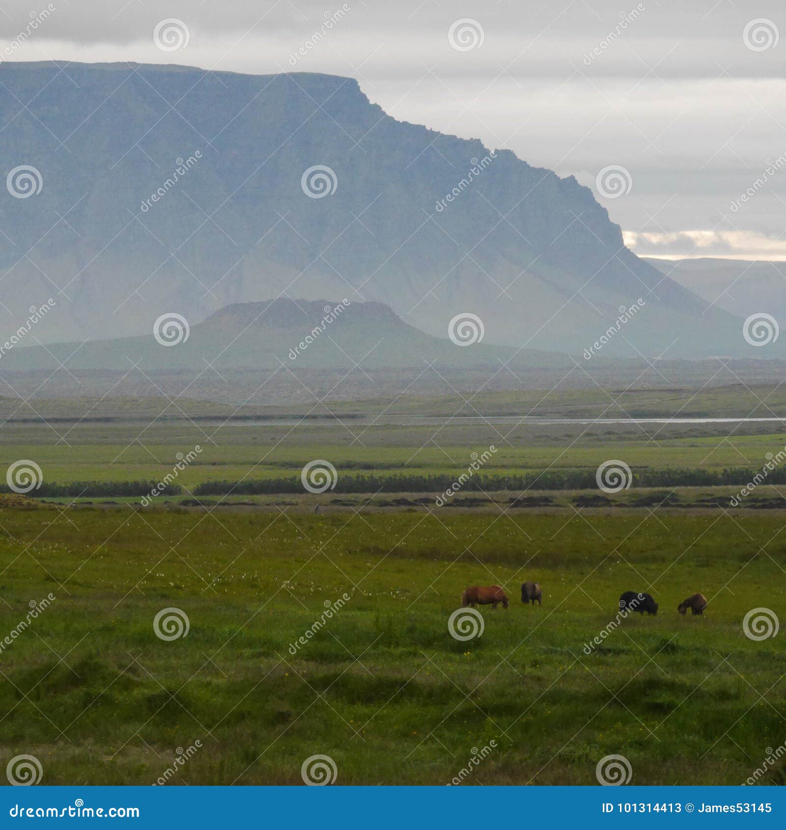 icelandic horses and eldborg crater