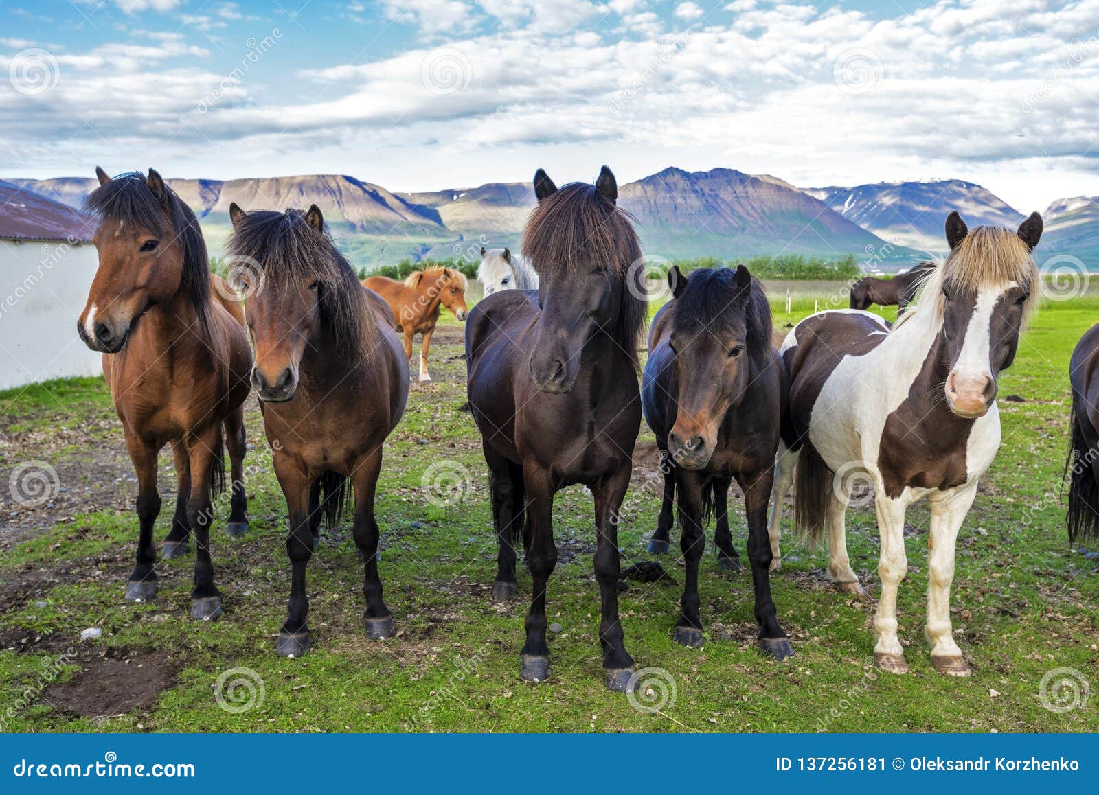 icelandic horses in the farm of varmahlid village. northwestern iceland