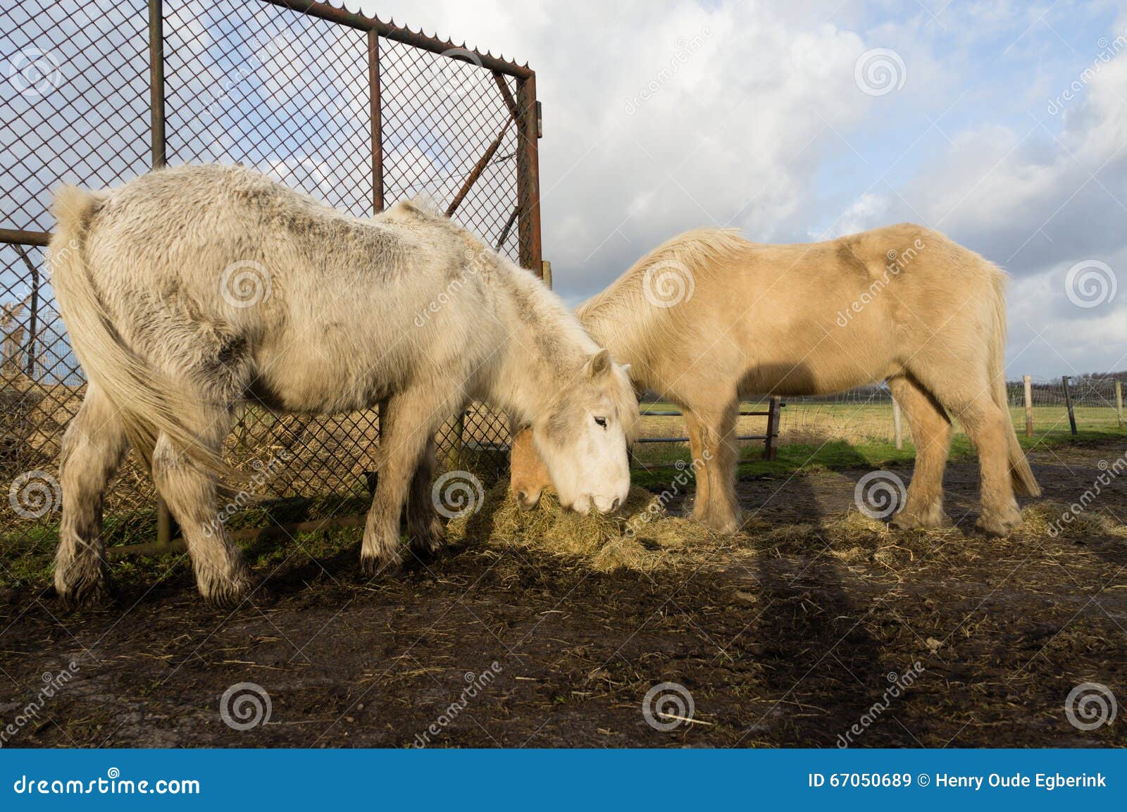Icelandic horses feeding stock image. Image of colors 67050689