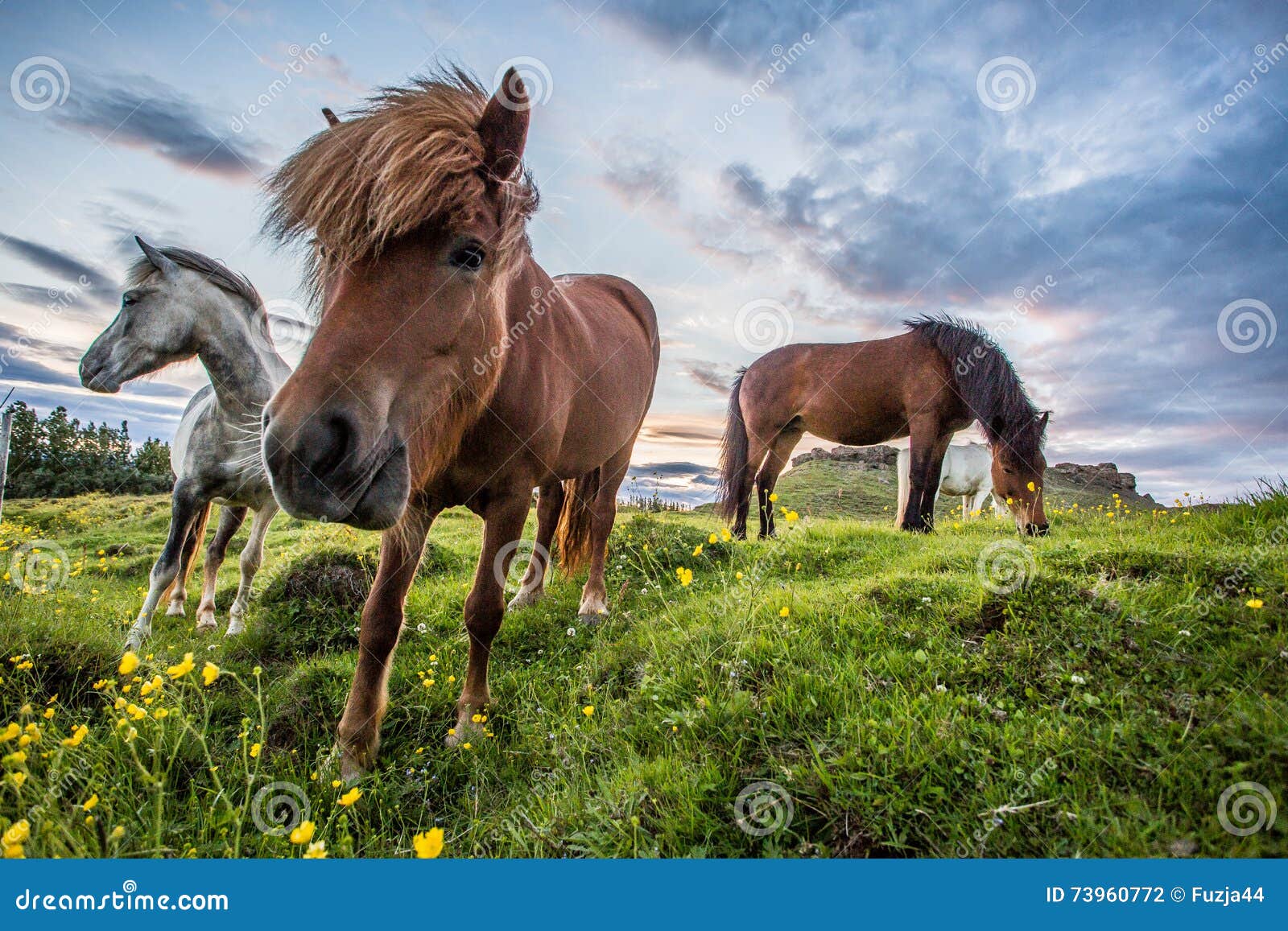 Icelandic horses grazing at green meadow in Olafsvik, Iceland