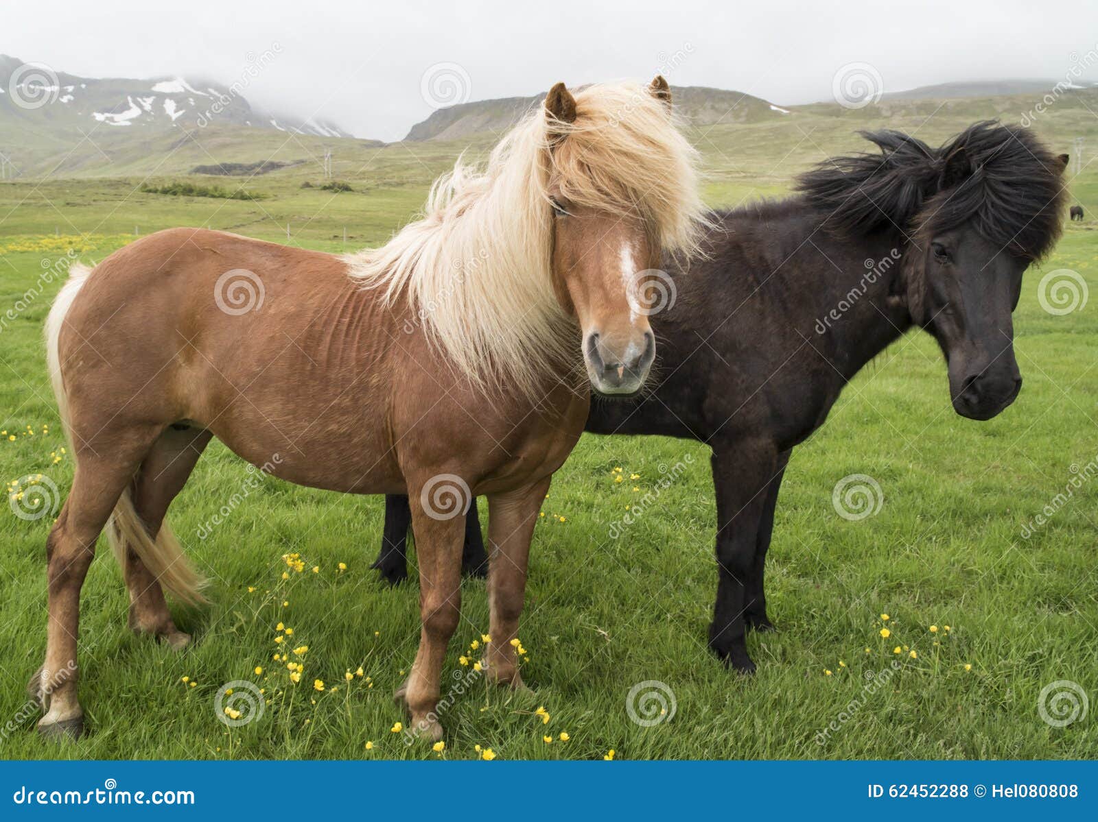 icelandic horses